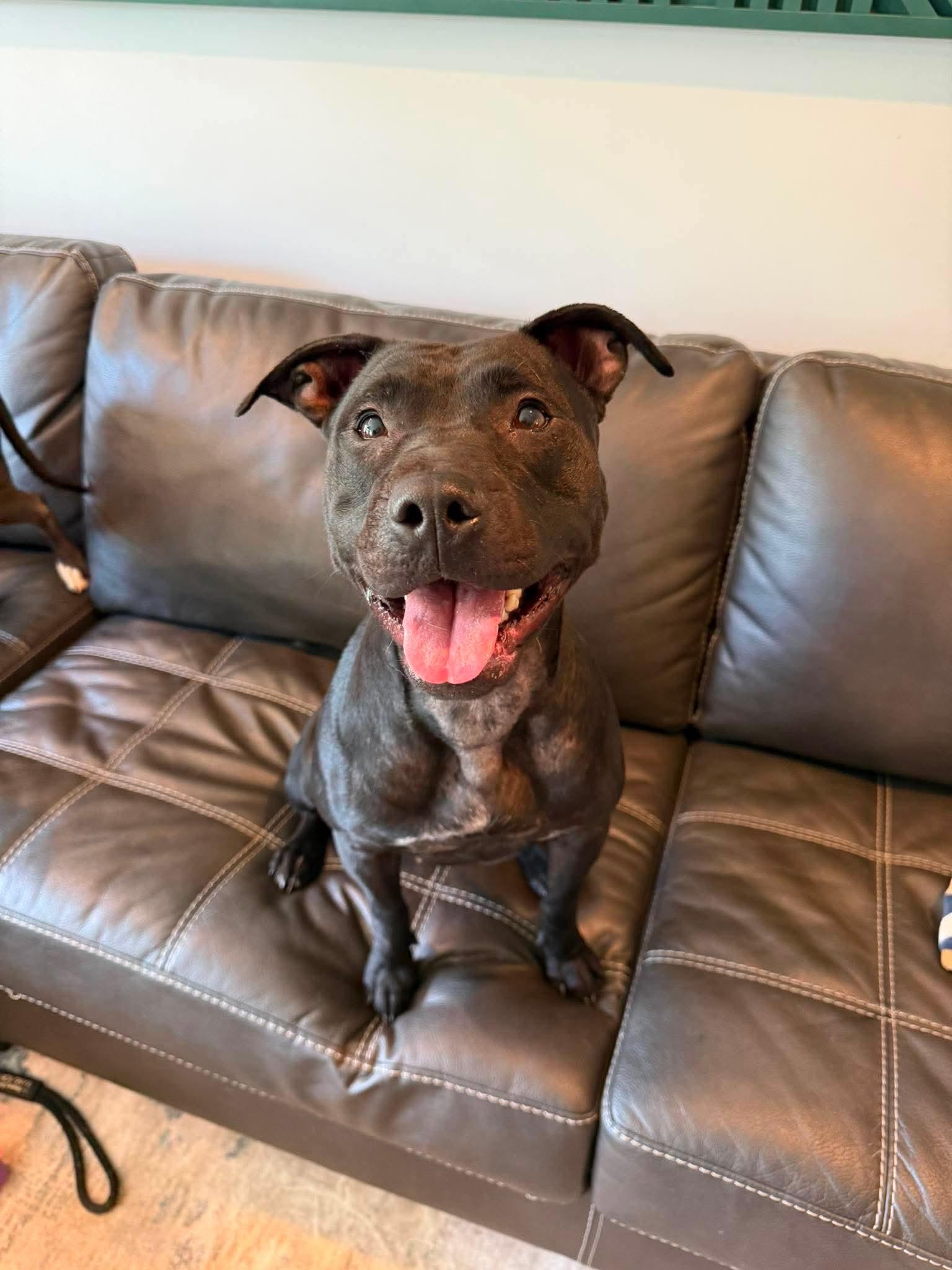 Lilith, a Adoptable mixed breed in Duluth, MN image 3/3