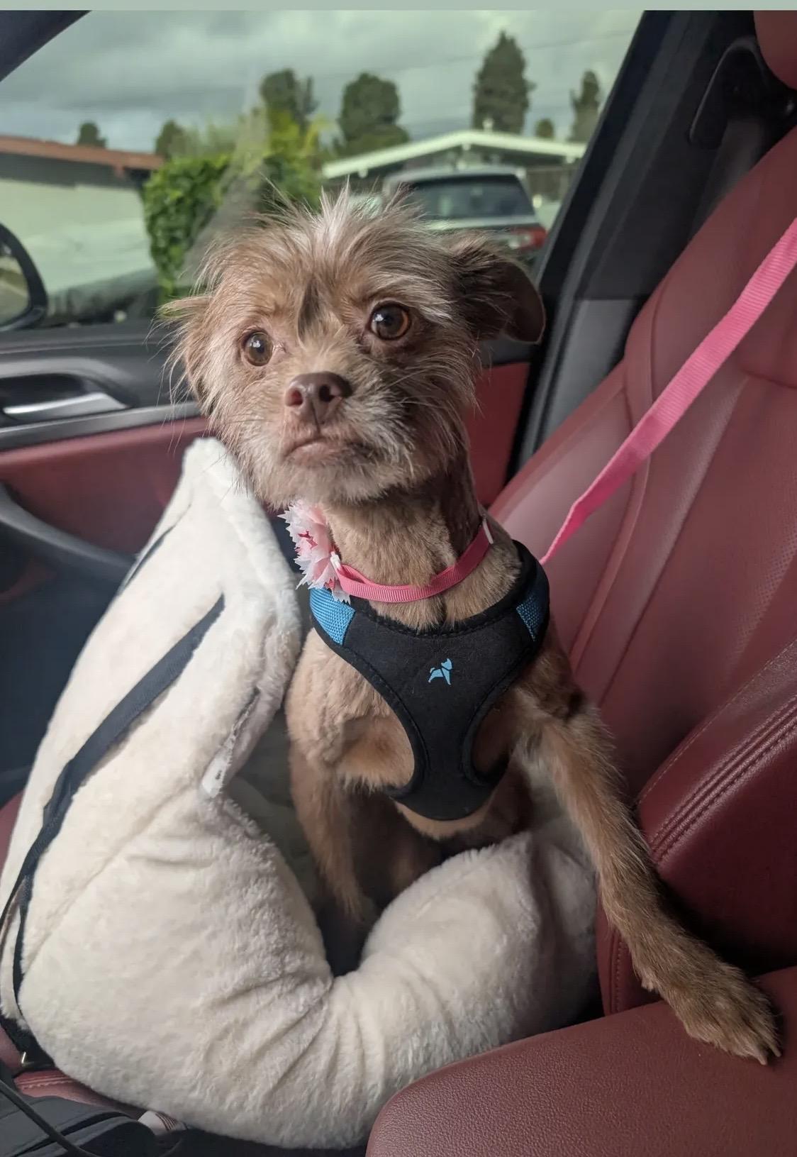 Enlarge Lana, a ADOPTABLE mixed breed in West Hollywood, CA image 4/4
