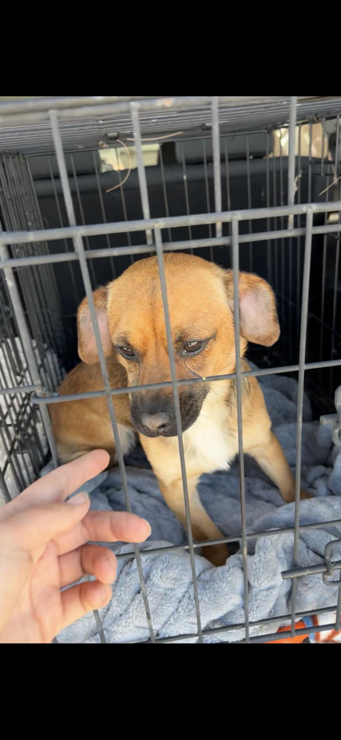 Enlarge Lana, a ADOPTABLE mixed breed in West Hollywood, CA image 2/4