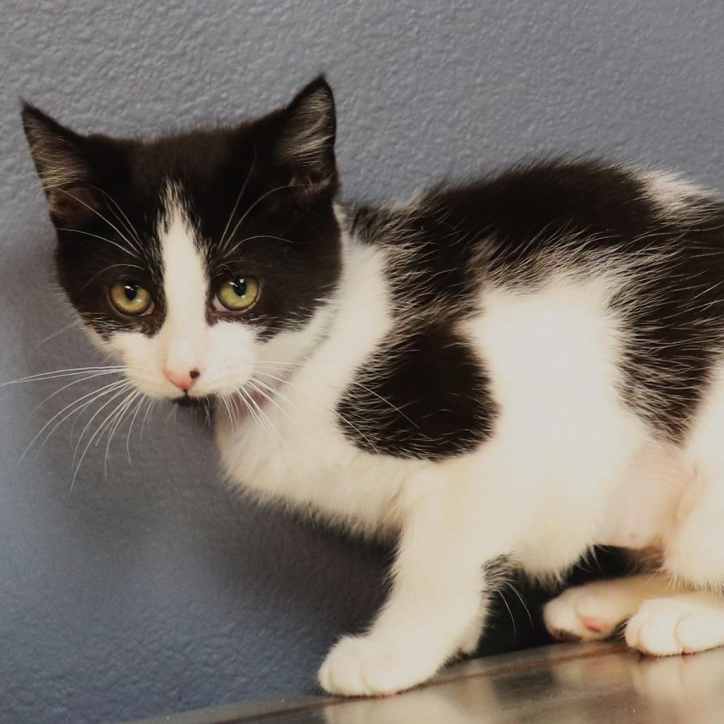 Moo-na Lisa — thumbnail 2