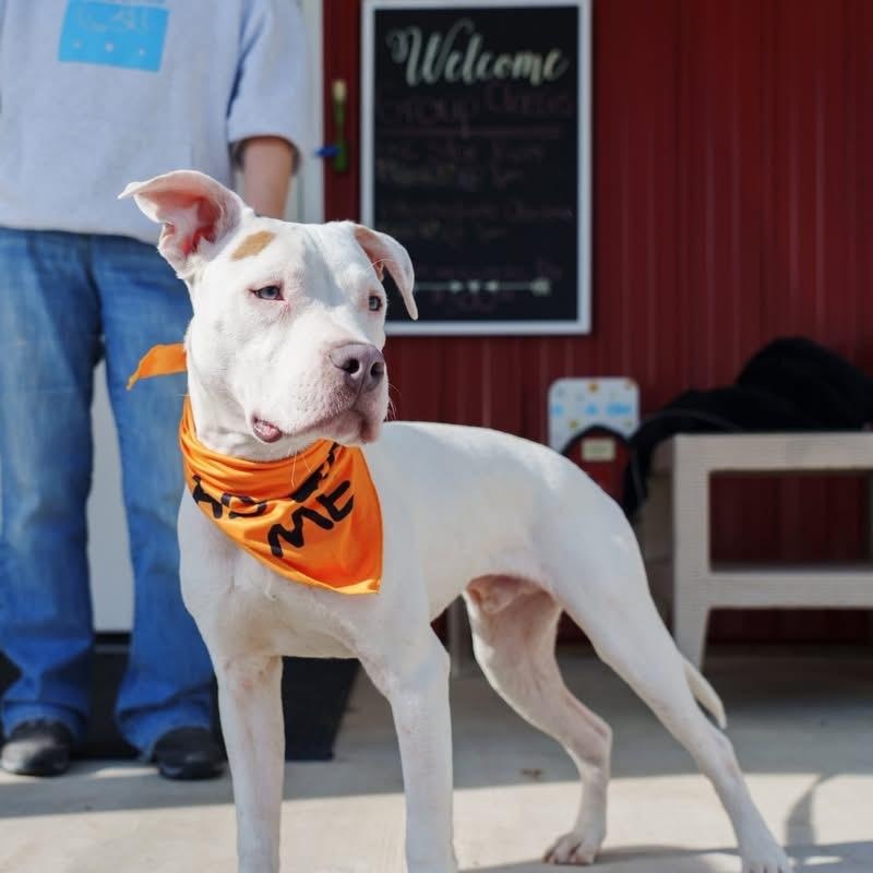 Enlarge Zero, a ADOPTABLE mixed breed in Grafton, OH image 6/6