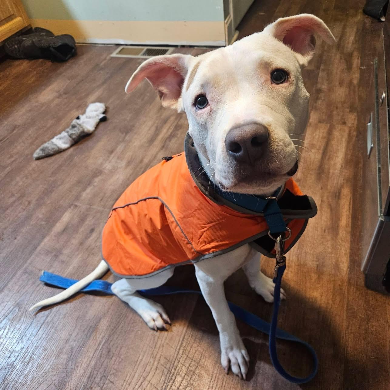 Enlarge Zero, a ADOPTABLE mixed breed in Grafton, OH image 4/6