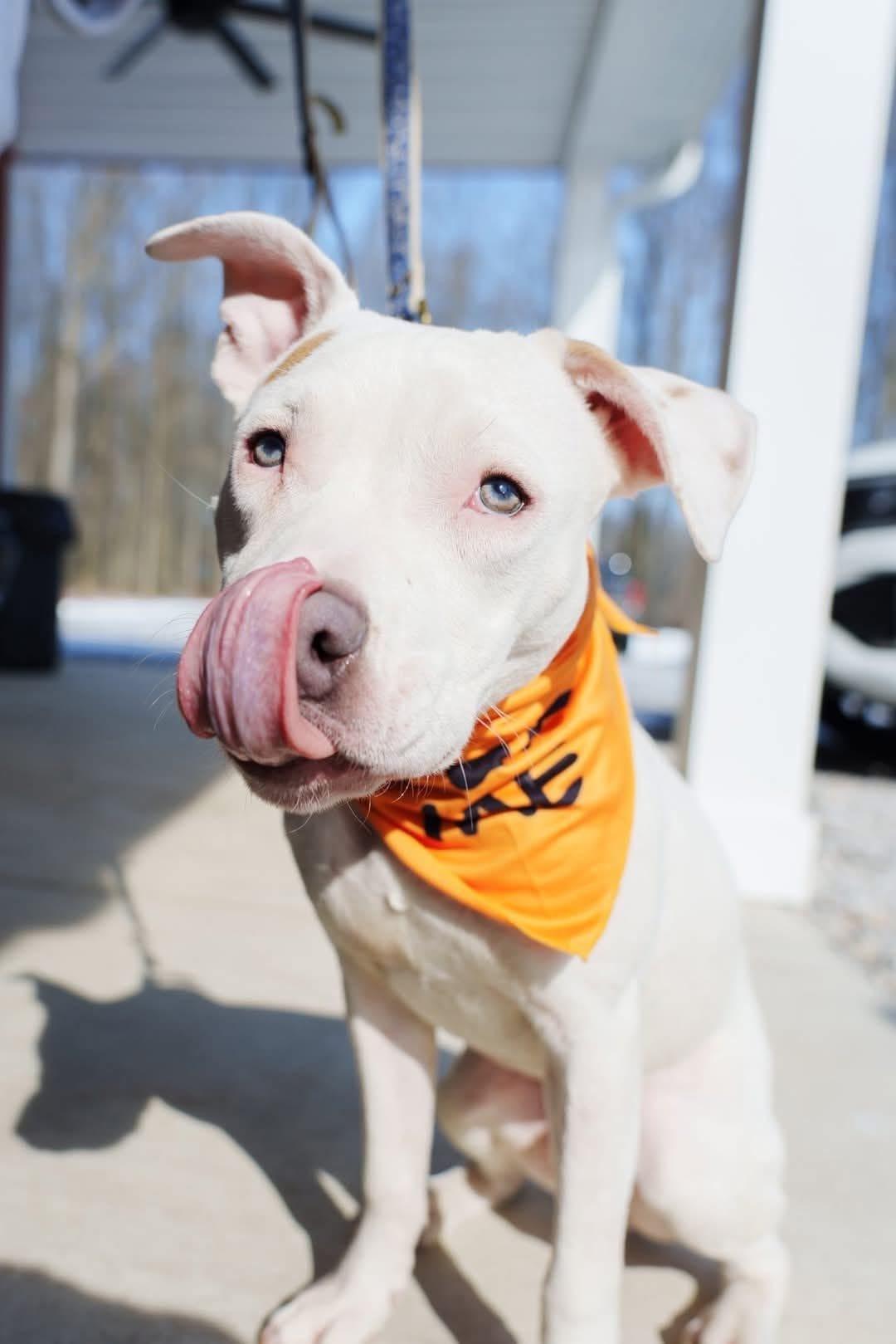 Enlarge Zero, a ADOPTABLE mixed breed in Grafton, OH image 3/6