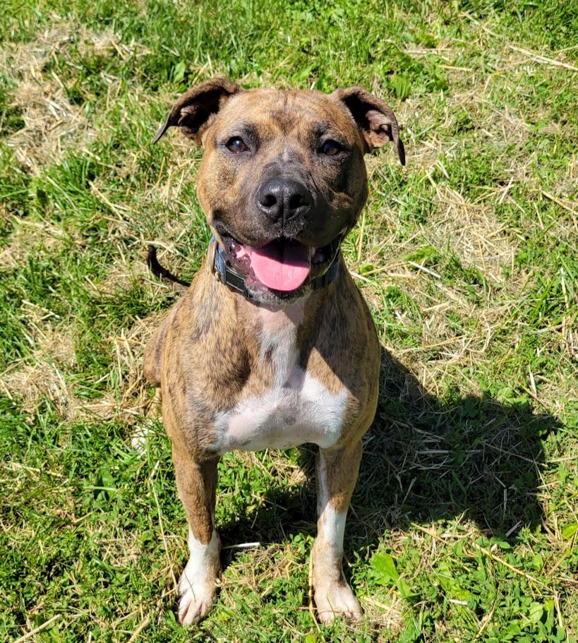 Enlarge Milo, a ADOPTABLE mixed breed in Lisbon, OH image 2/4