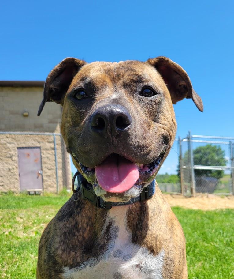 Milo, ADOPTABLE, Young Male Pit Bull Terrier & Boxer.