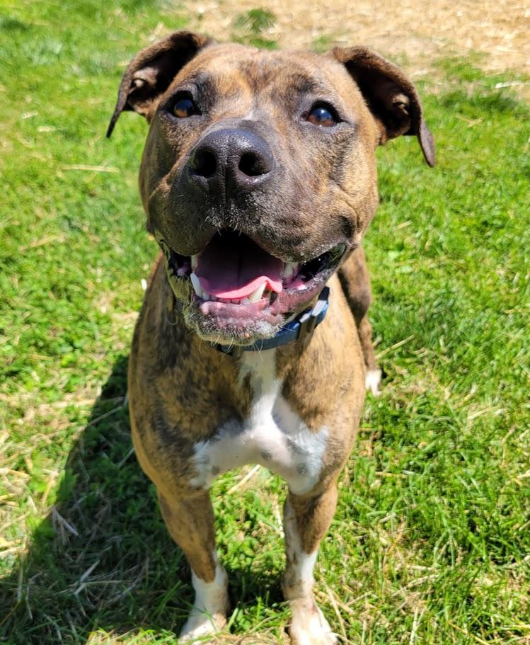 Enlarge Milo, a ADOPTABLE mixed breed in Lisbon, OH image 4/4