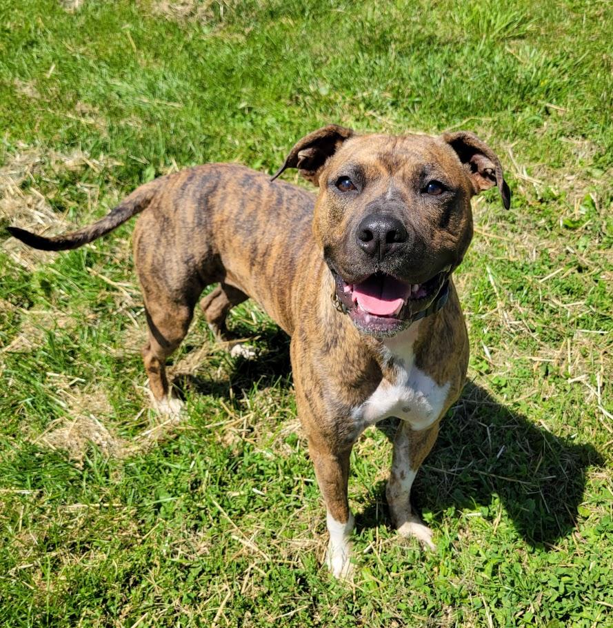 Enlarge Milo, a ADOPTABLE mixed breed in Lisbon, OH image 3/4