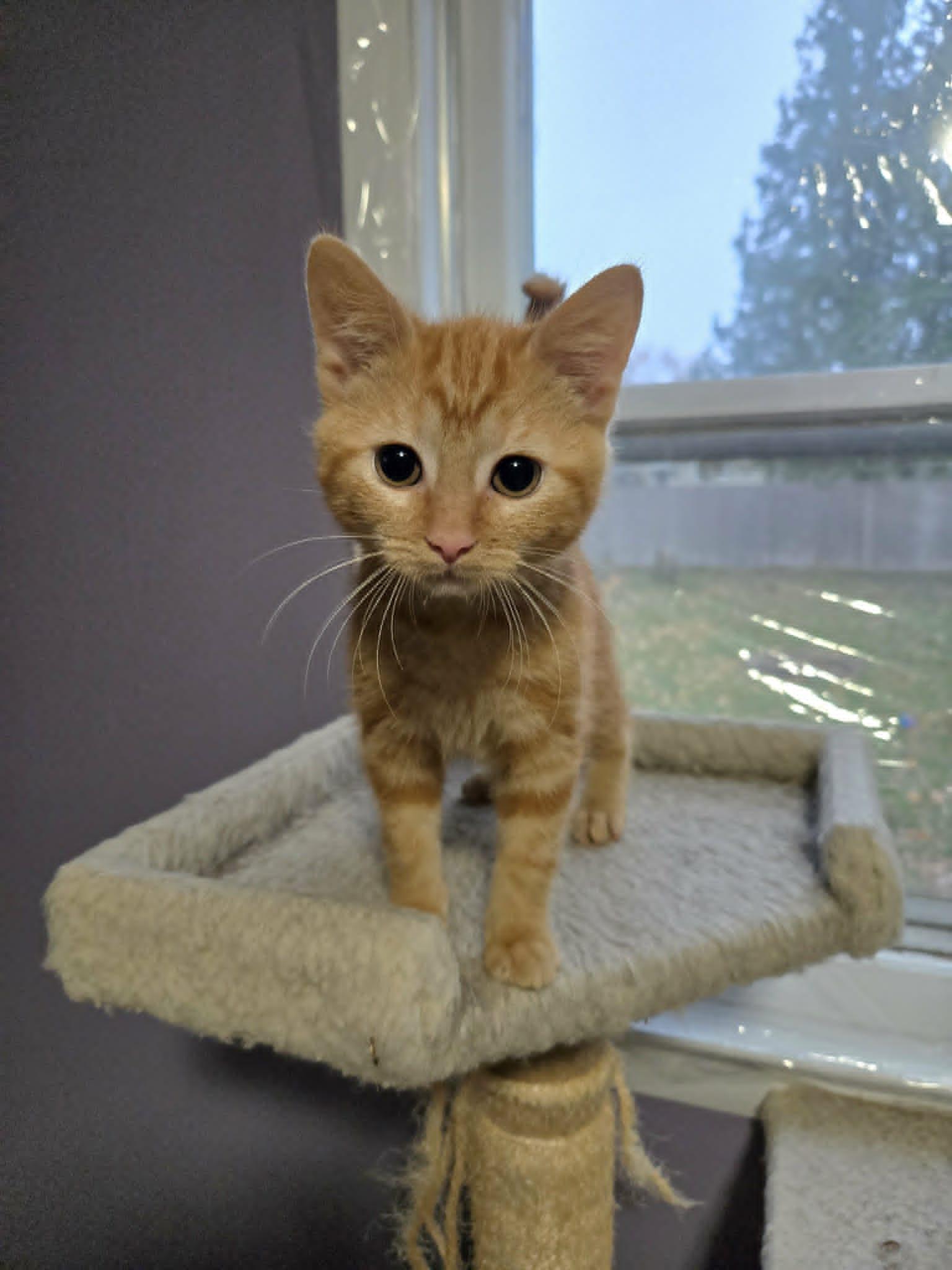 5-Cheese, Adoptable, Kitten Male Domestic Short Hair.