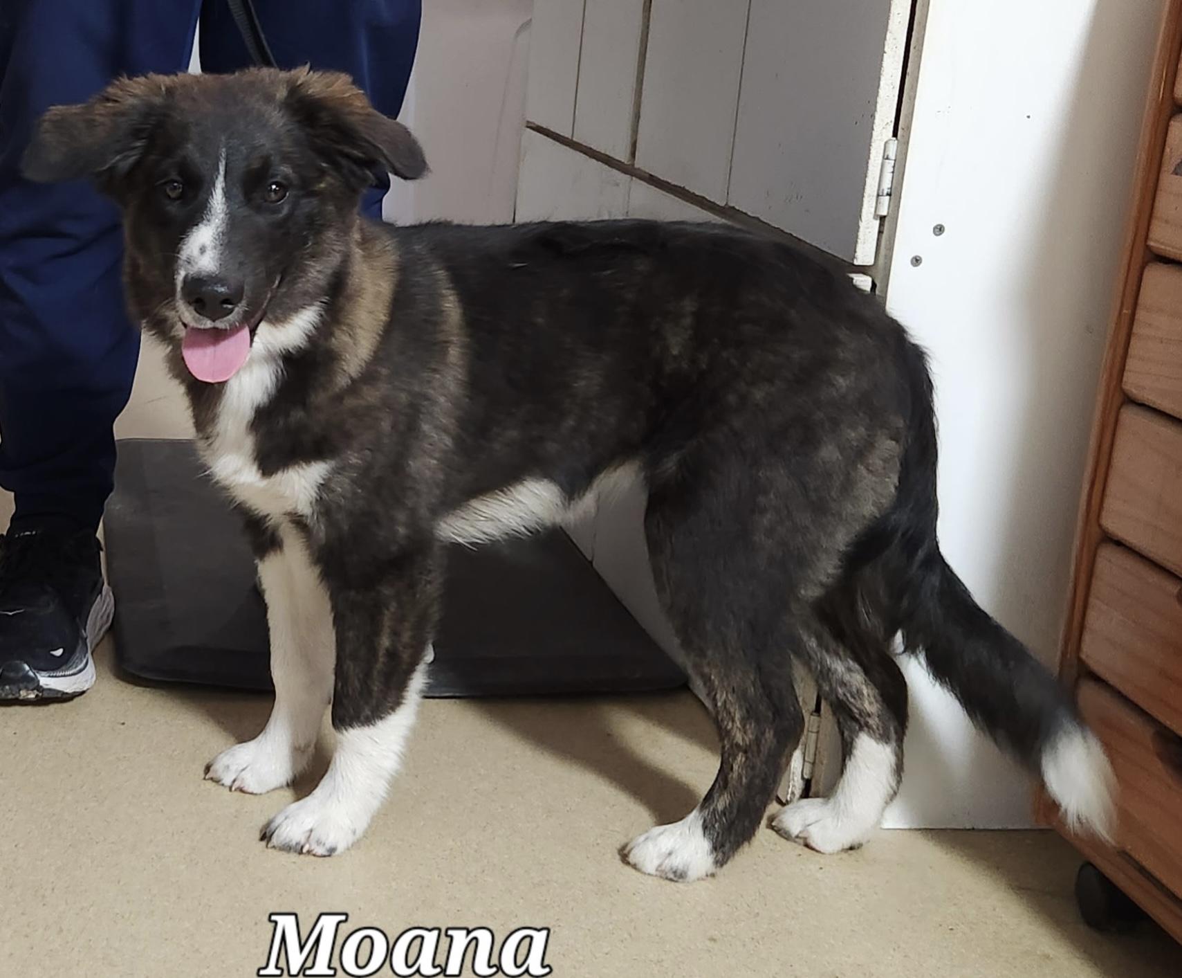 Moana
