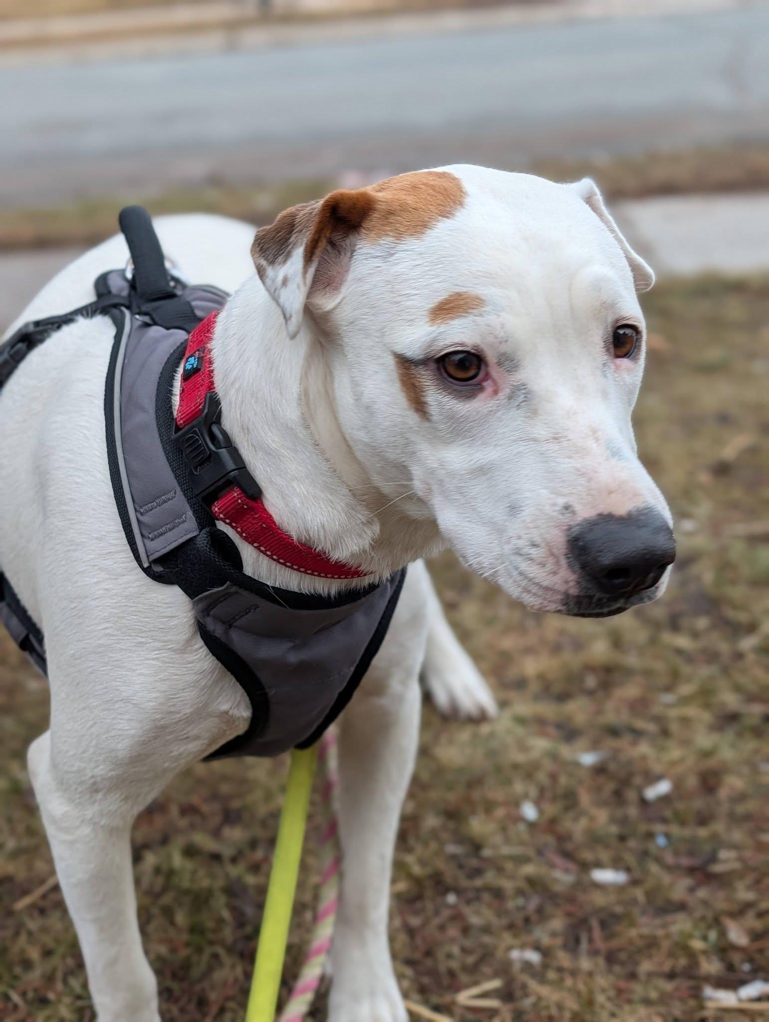 Enlarge Faith , a ADOPTABLE mixed breed in Woodstock, ON image 6/6