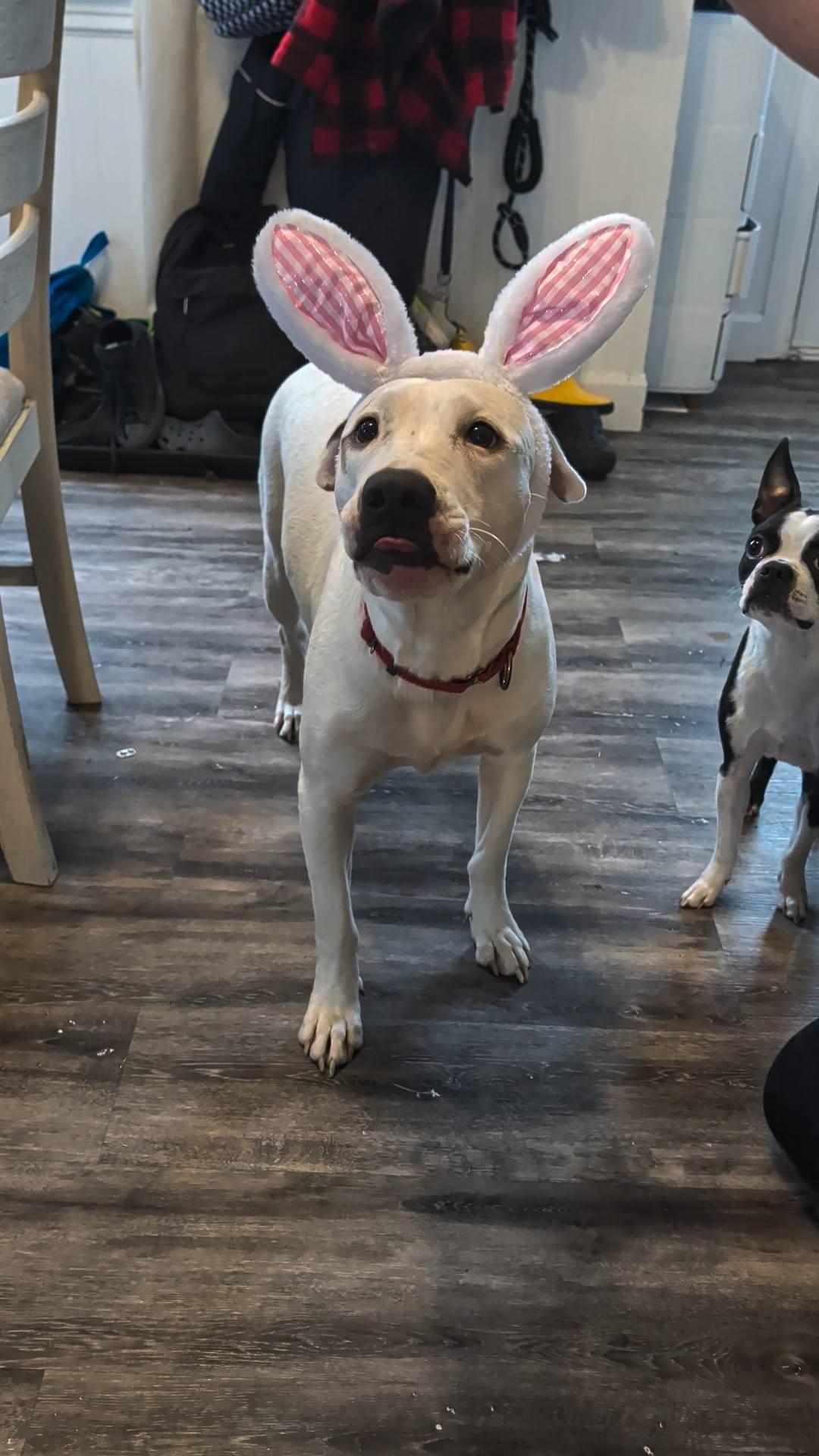 Enlarge Faith , a ADOPTABLE mixed breed in Woodstock, ON image 4/6