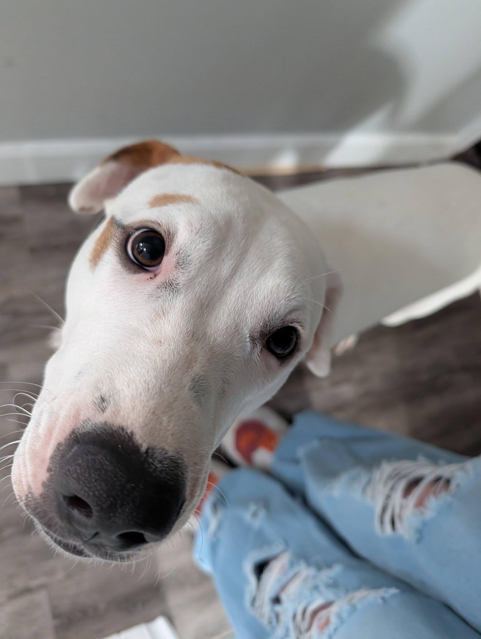 Enlarge Faith , a ADOPTABLE mixed breed in Woodstock, ON image 3/6