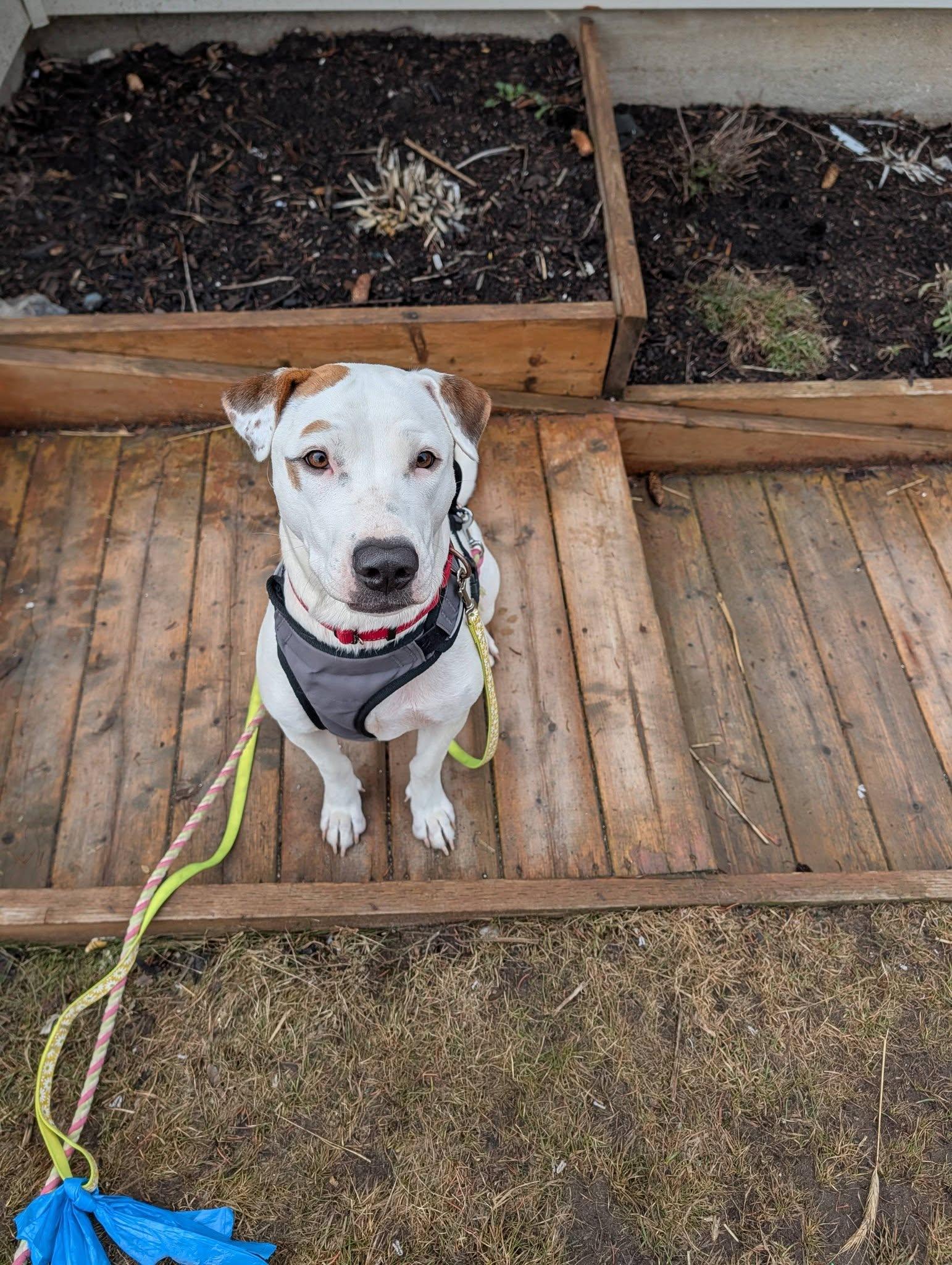 Faith , ADOPTABLE, Young Female Labrador Retriever.