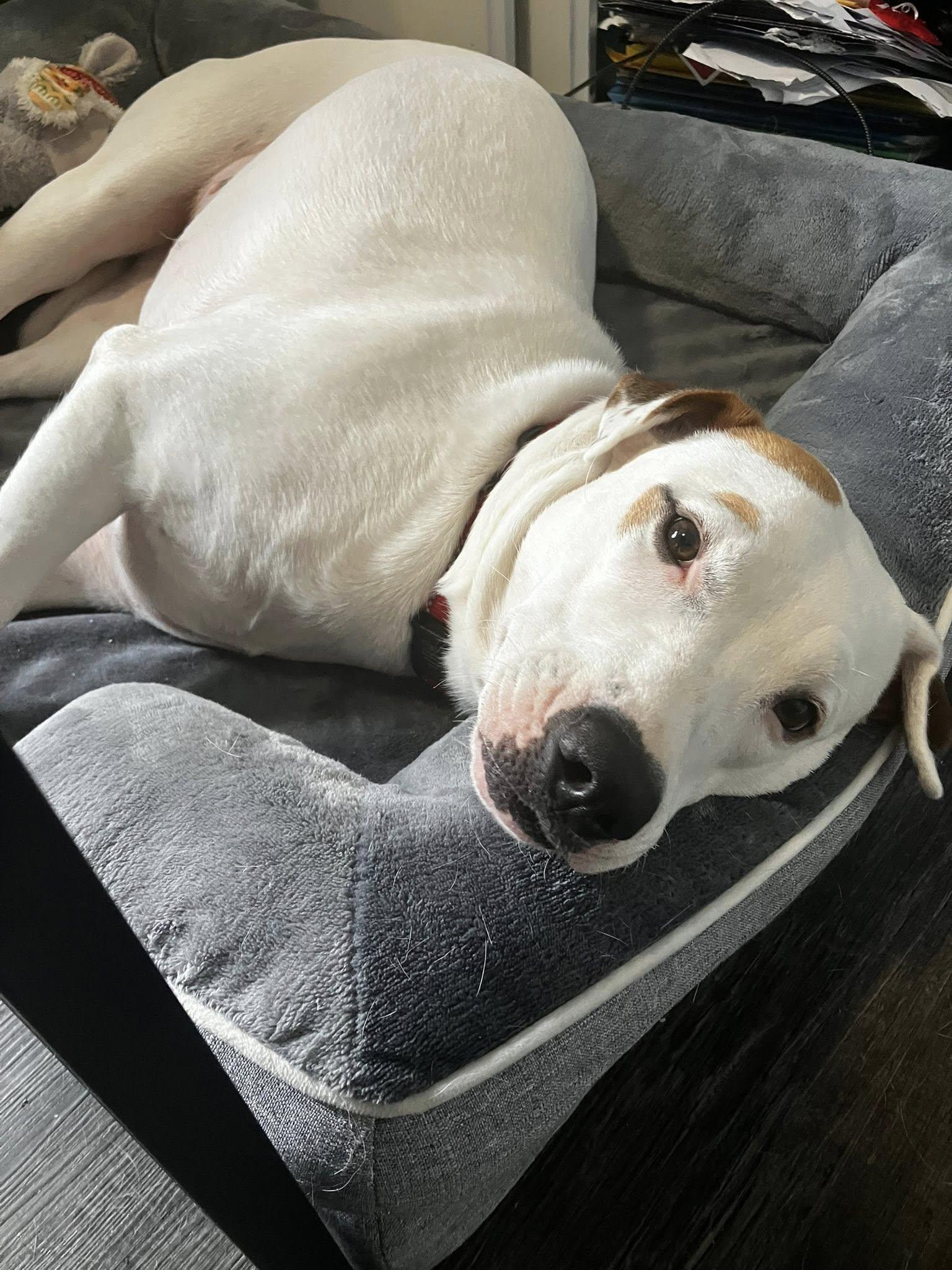 Enlarge Faith , a ADOPTABLE mixed breed in Woodstock, ON image 5/6