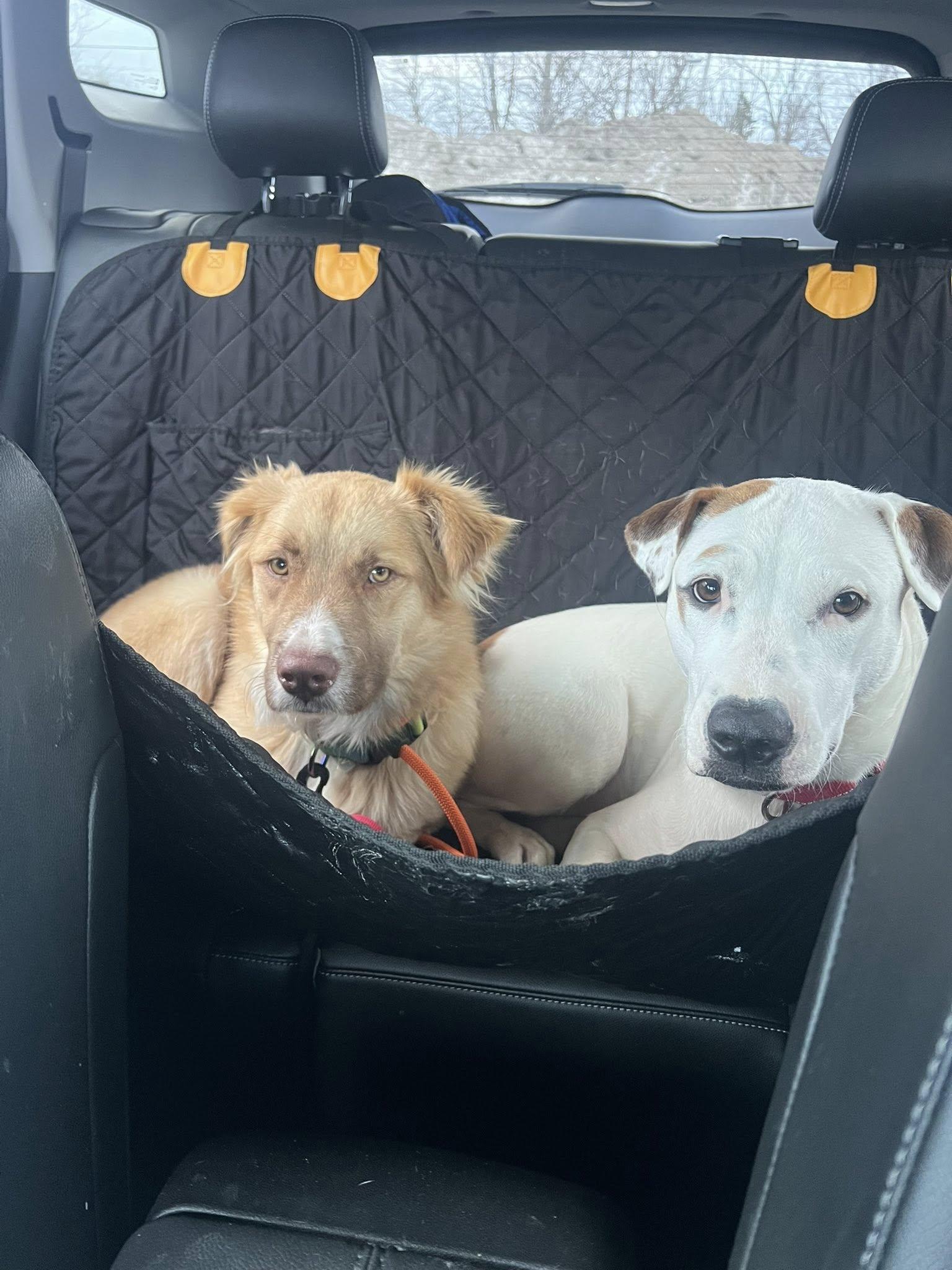 Enlarge Faith , a ADOPTABLE mixed breed in Woodstock, ON image 2/6