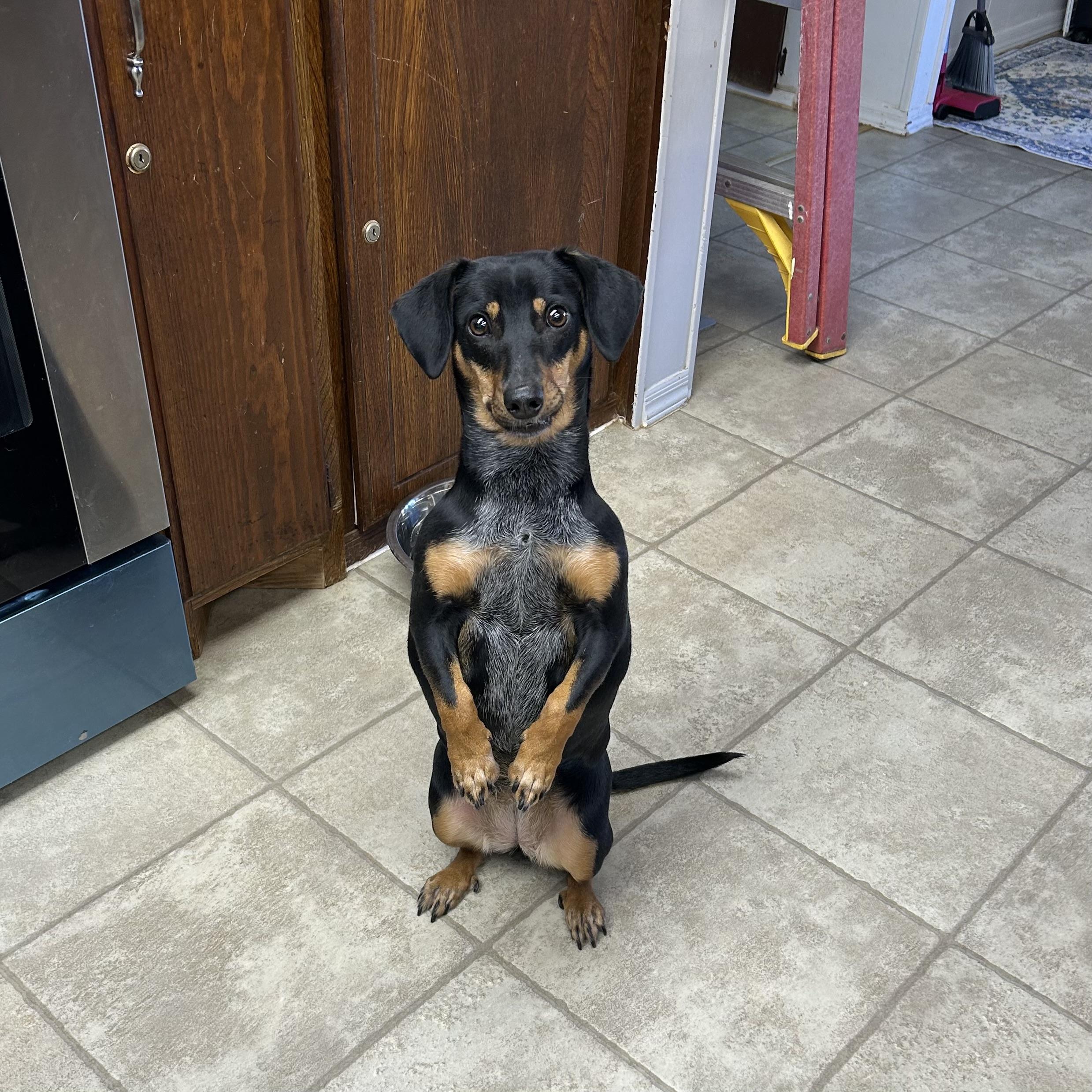 Enlarge Bella, a ADOPTABLE Dachshund in Chickasha, OK image 2/2