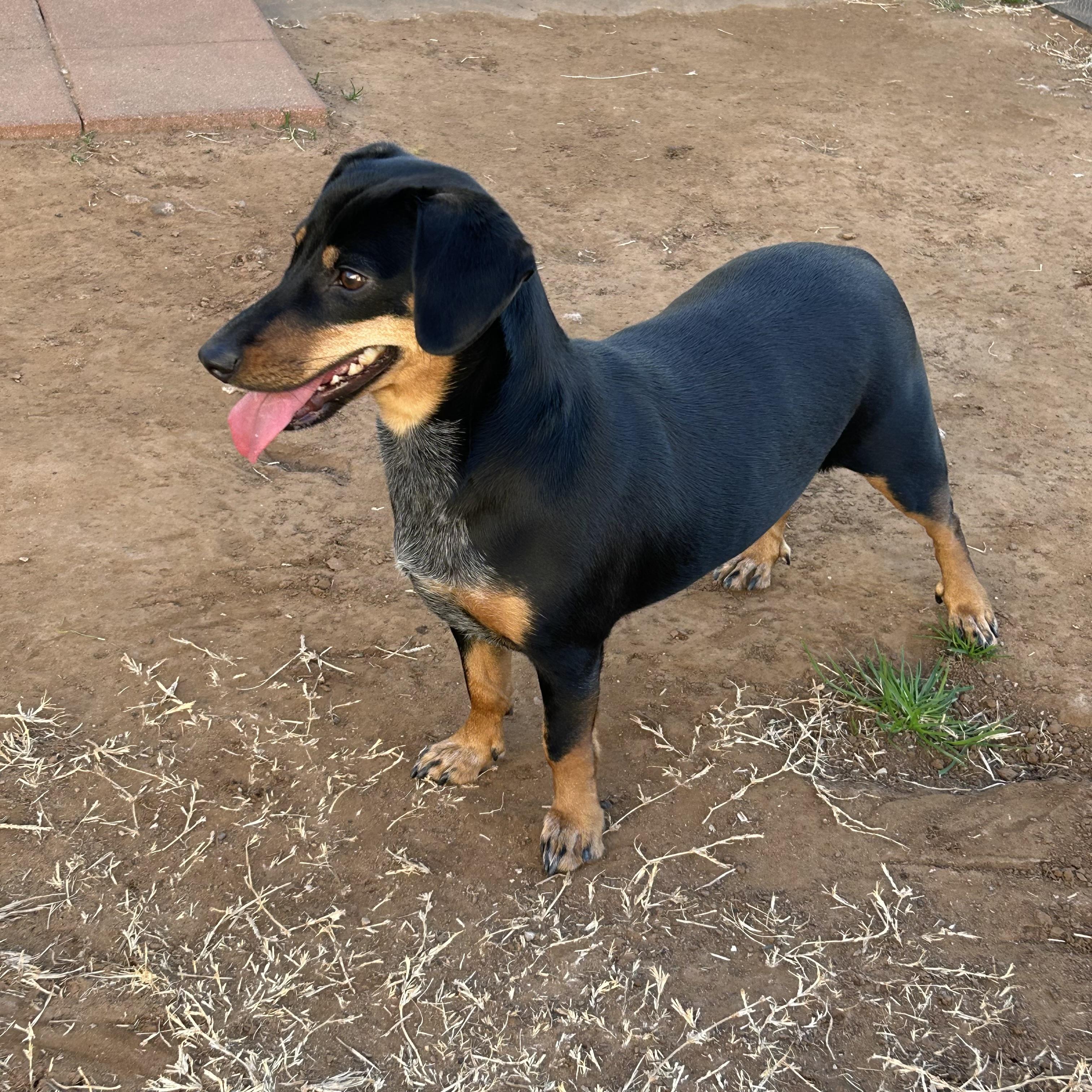 Enlarge Bella, a ADOPTABLE Dachshund in Chickasha, OK image 1/2