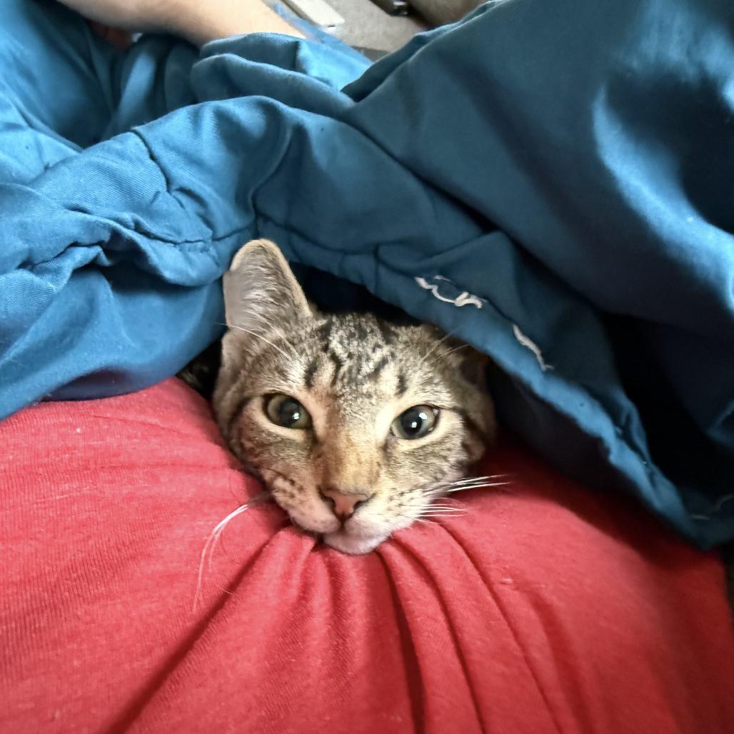 Goose, a Adoptable Domestic Short Hair in Fairfax Station, VA image 1/4