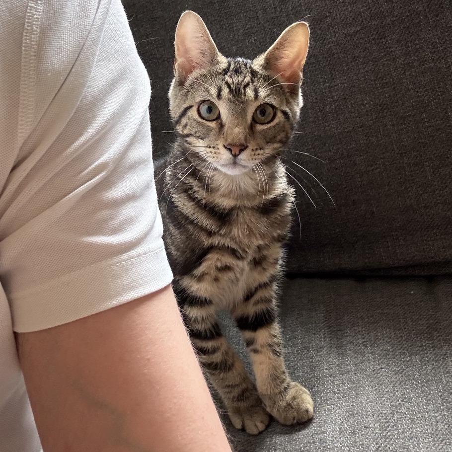 Goose, a Adoptable Domestic Short Hair in Fairfax Station, VA image 2/4