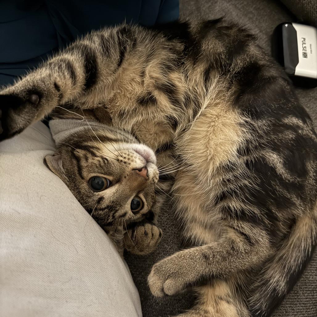 Goose, a Adoptable Domestic Short Hair in Fairfax Station, VA image 3/4