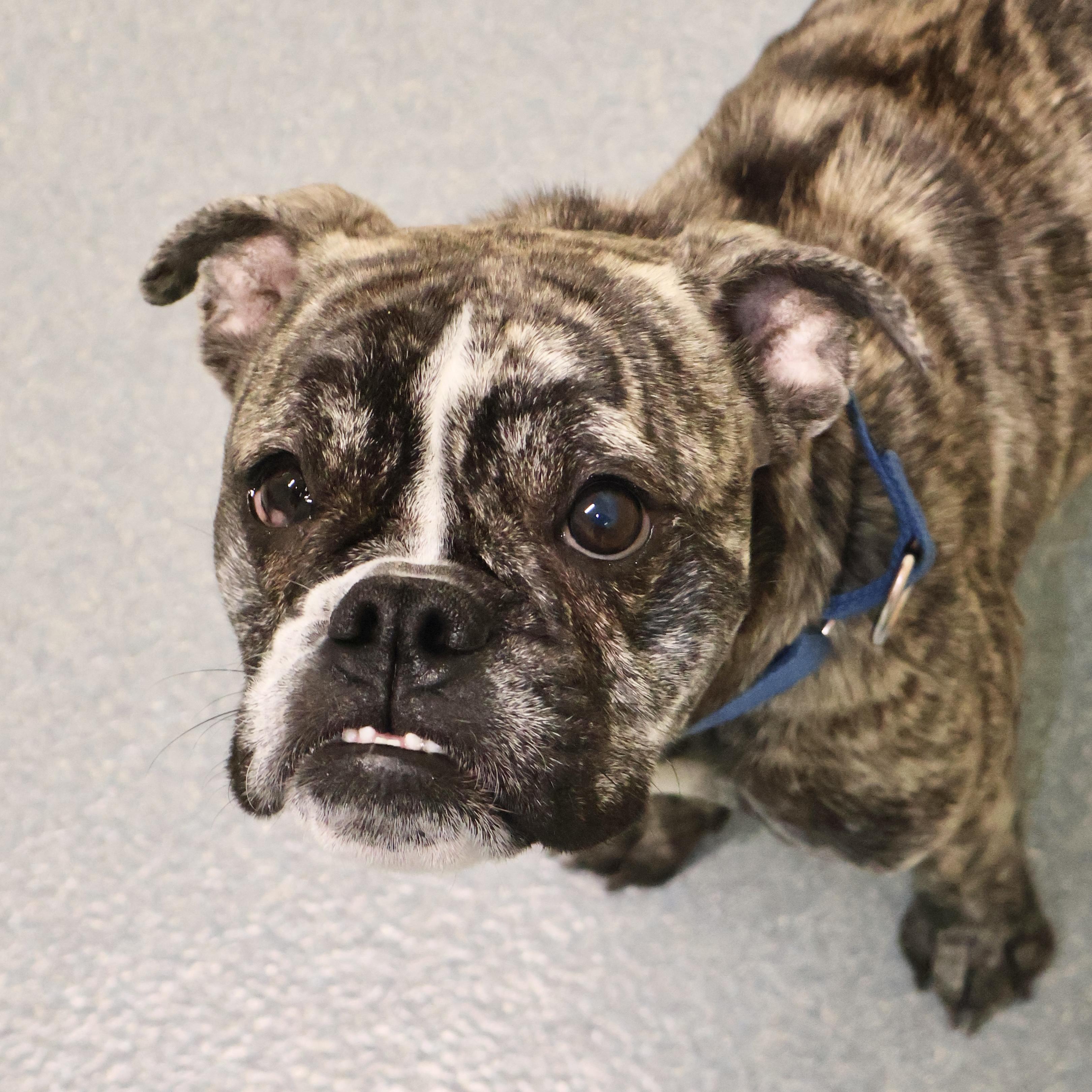 Enlarge Ziggy, an adoptable English Bulldog in Briarcliff Manor, NY image 1/3
