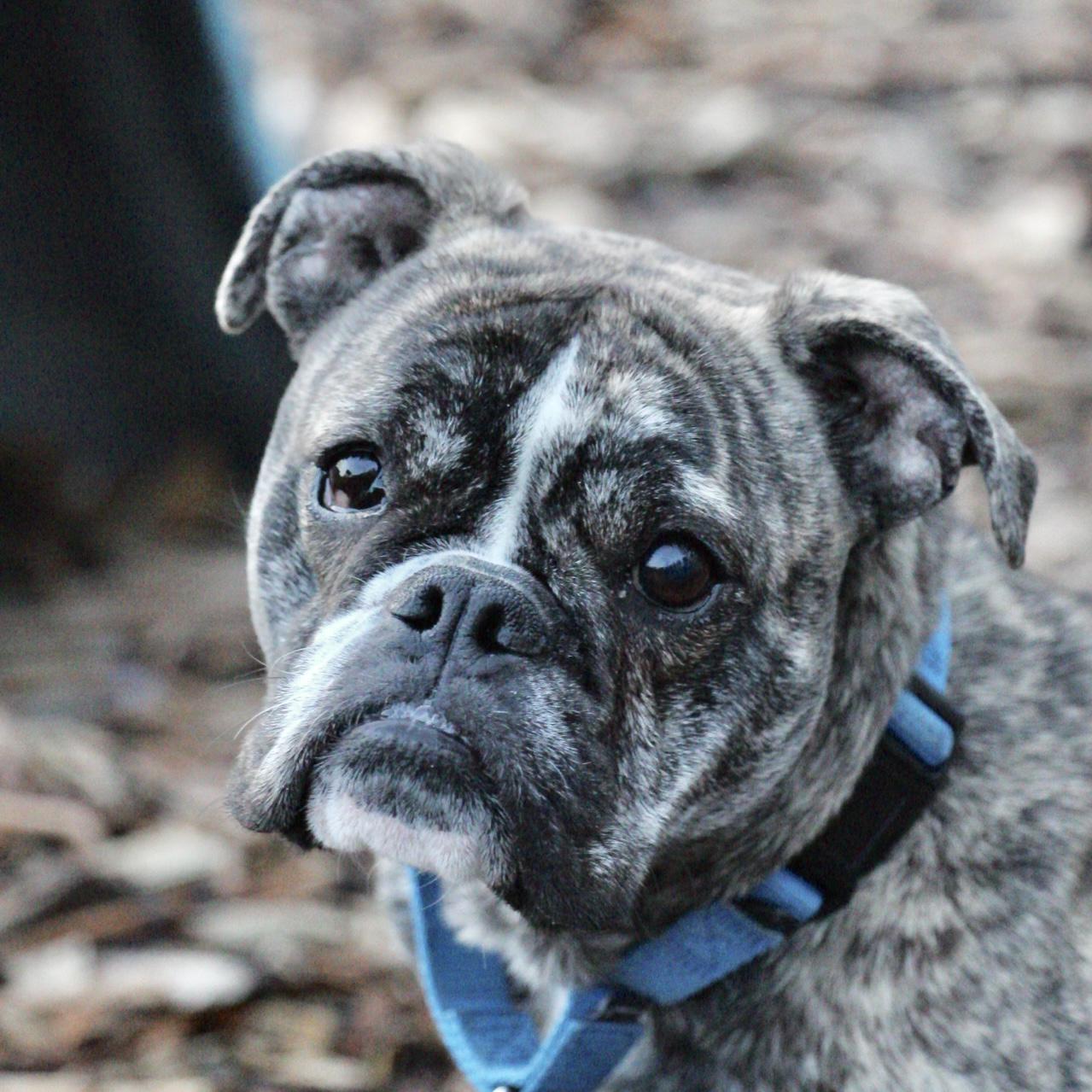 Enlarge Ziggy, an adoptable English Bulldog in Briarcliff Manor, NY image 2/3
