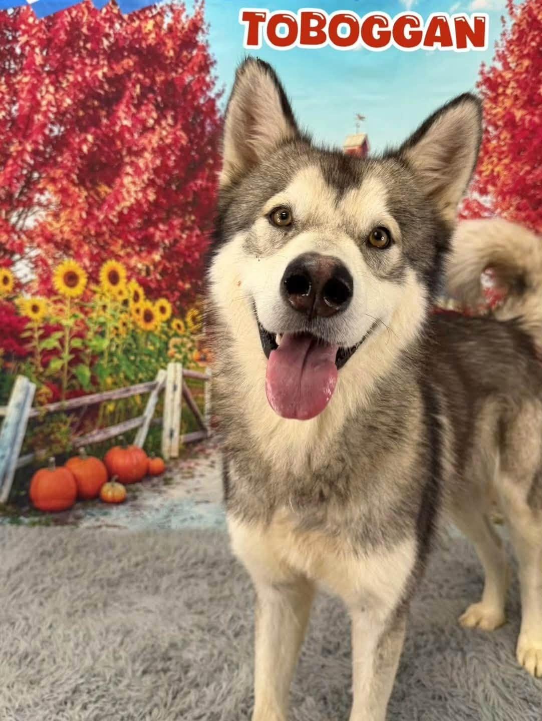Toboggan, Adoptable, Adult Male Husky.