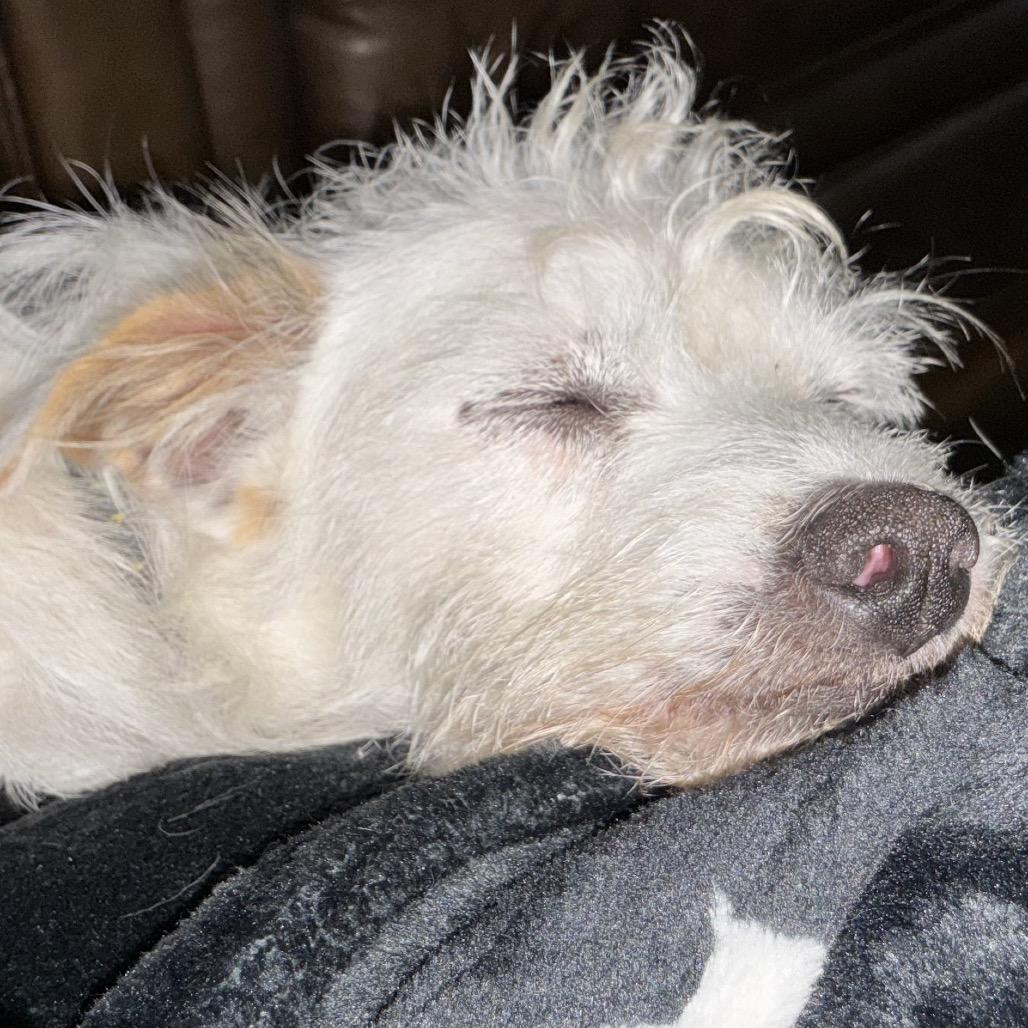 Skippy, Adoptable, Young Male West Highland White Terrier / Westie.