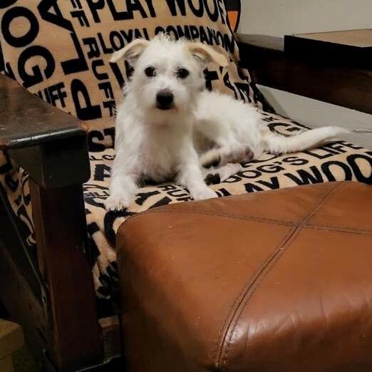 Skippy, Adoptable, Young Male West Highland White Terrier / Westie.