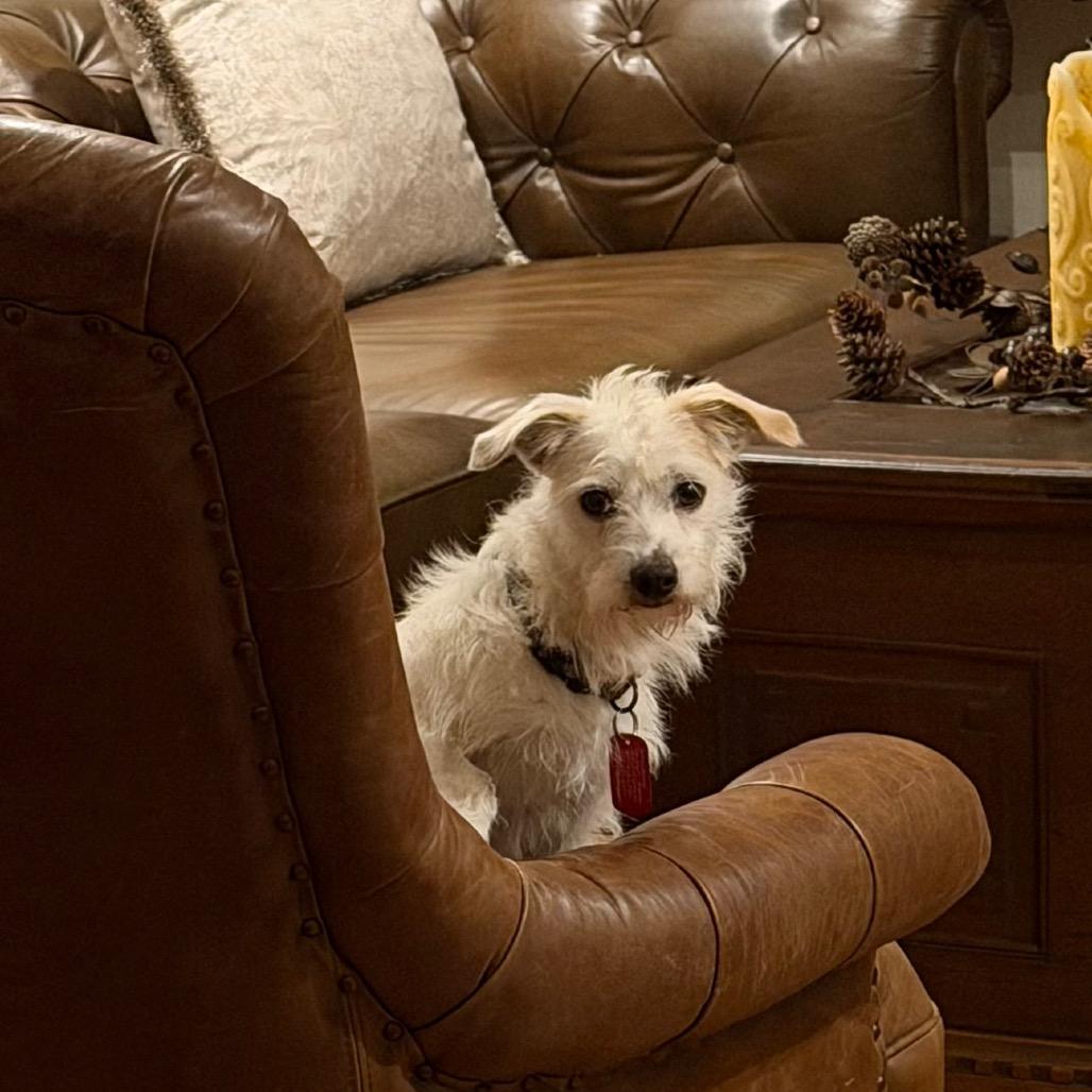 Skippy, a Adoptable West Highland White Terrier / Westie in Long Beach, CA image 3/4