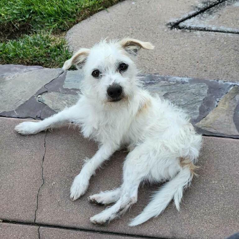 Skippy, a Adoptable West Highland White Terrier / Westie in Long Beach, CA image 2/2