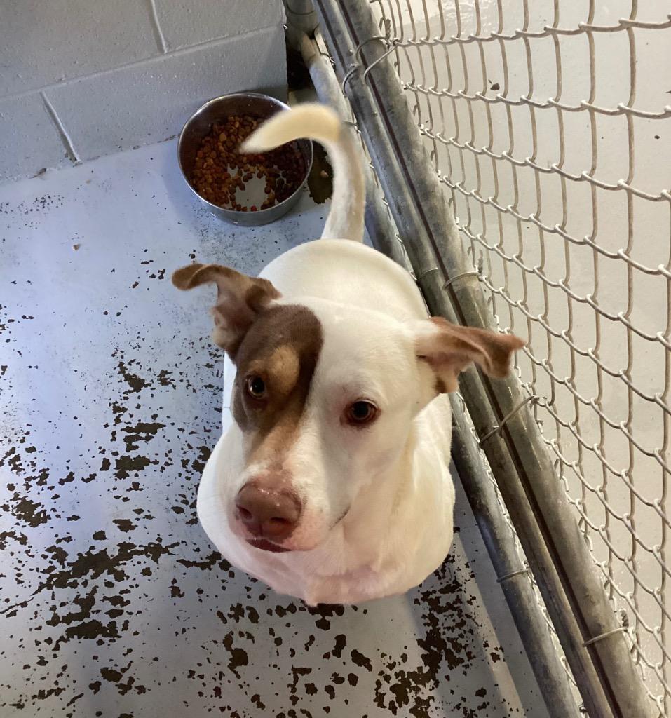 Enlarge Beau, a Adoptable mixed breed in Greenwood, MS image 2/2