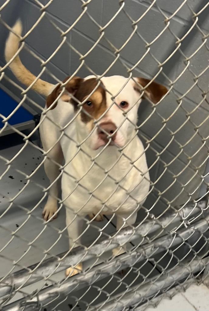 Enlarge Beau, a Adoptable mixed breed in Greenwood, MS image 2/2