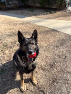 Aaron, a ADOPTABLE German Shepherd Dog in Roswell, GA image 3/3