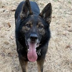 Aaron, ADOPTABLE, Adult Male German Shepherd Dog.