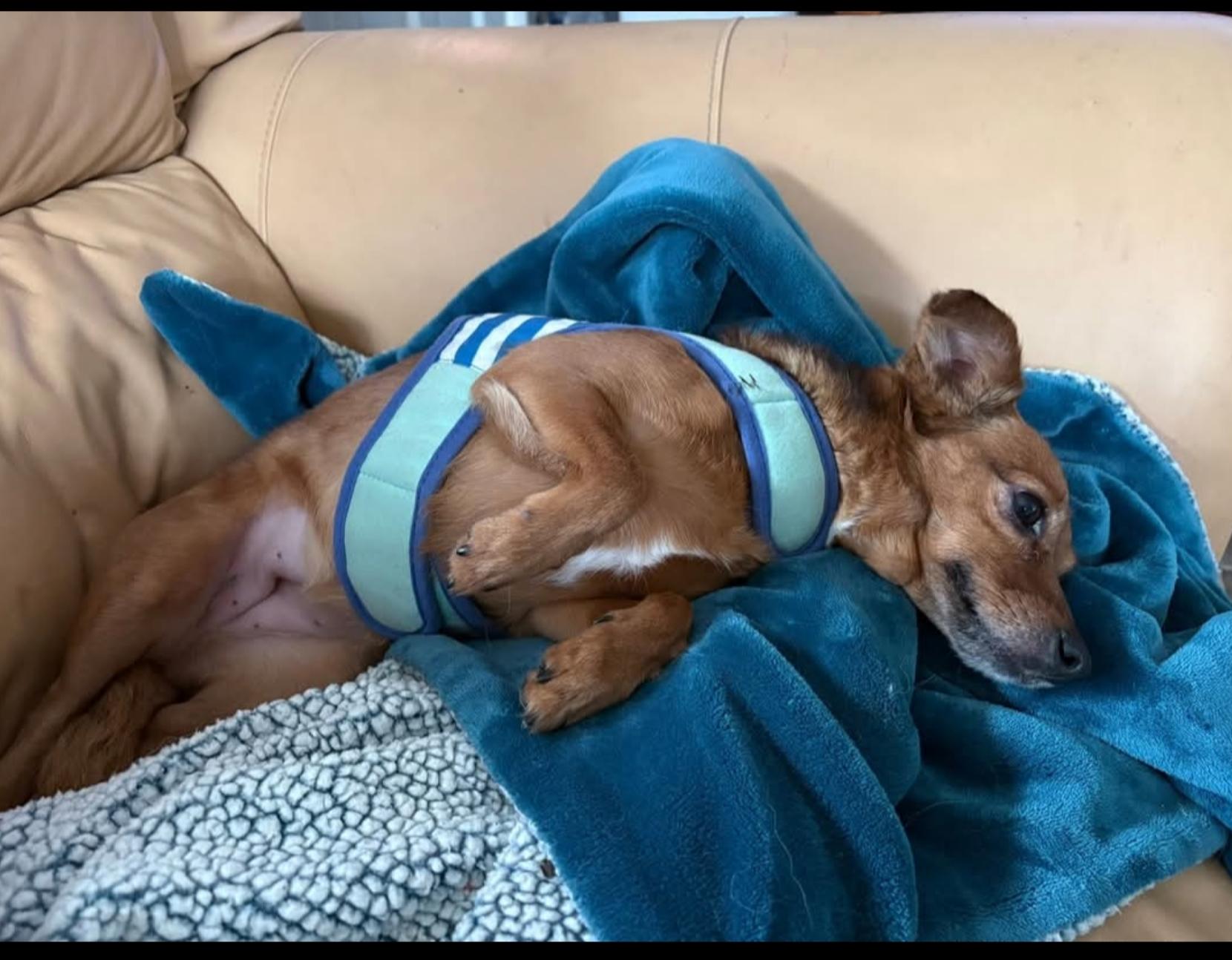 Pearl ( Orlando,  FL), ADOPTABLE, Adult Female Dachshund & Russian Toy Dog.