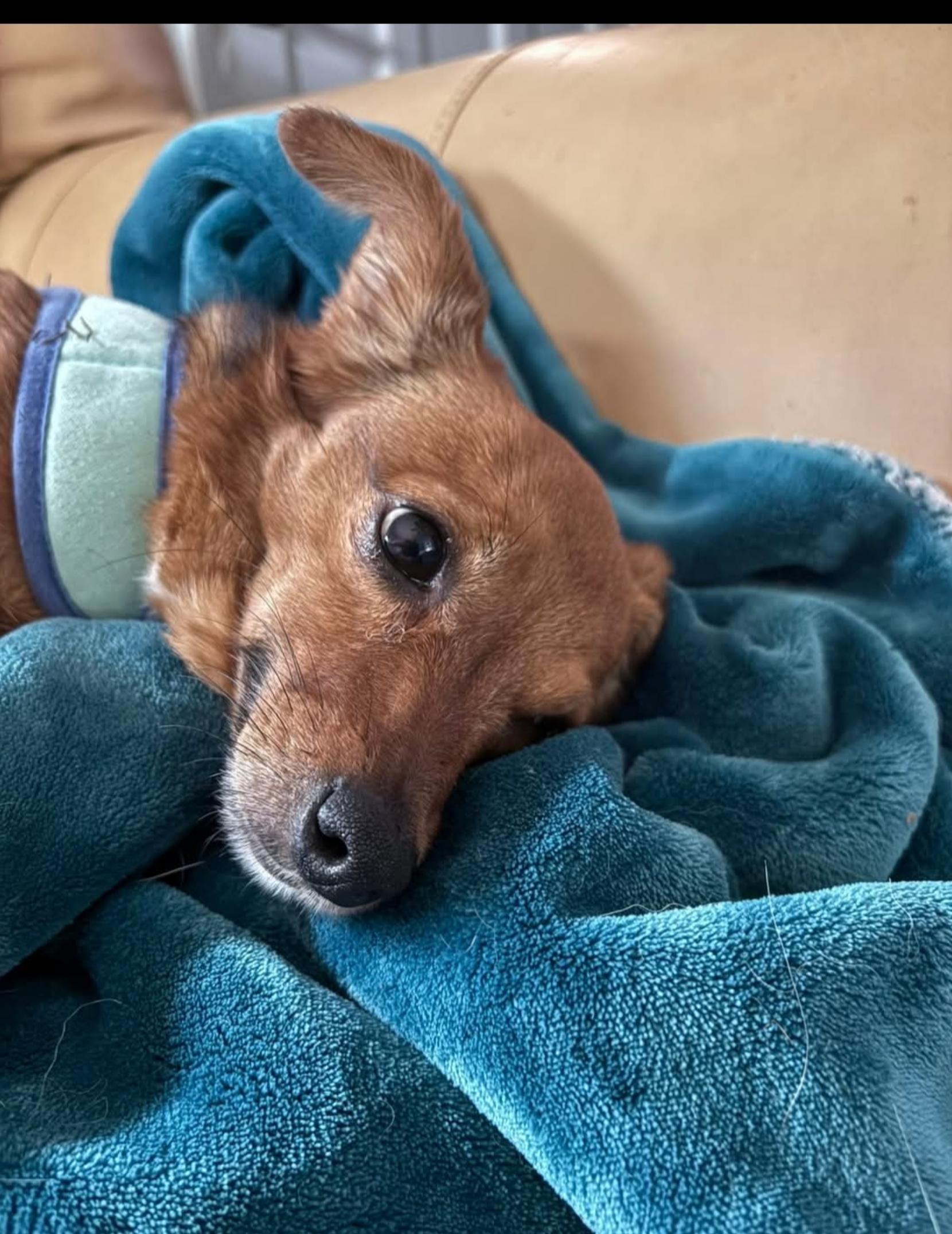 Enlarge Pearl ( Orlando,  FL), a ADOPTABLE mixed breed in Orlando, FL image 2/4