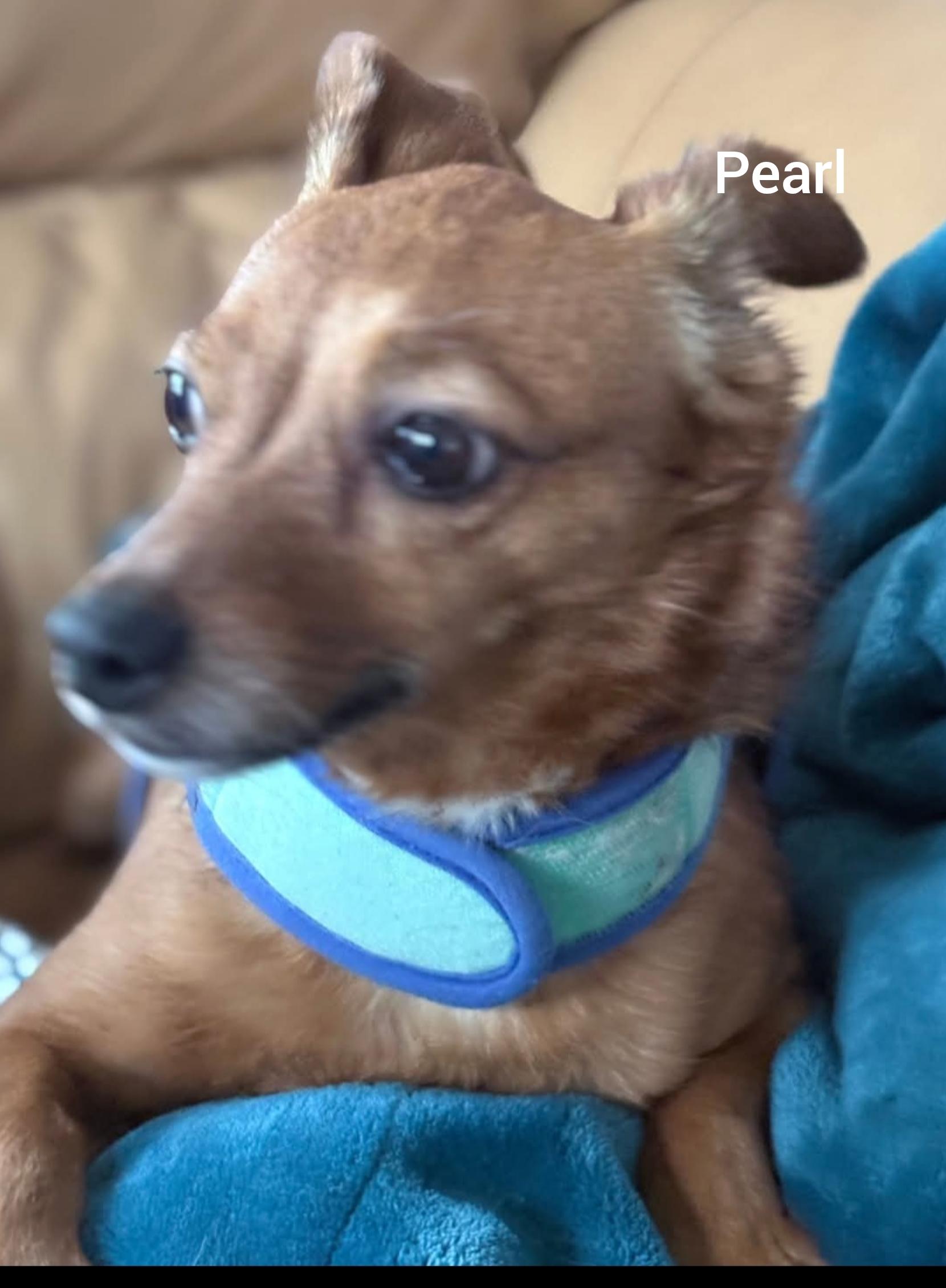 Enlarge Pearl ( Orlando,  FL), a ADOPTABLE mixed breed in Orlando, FL image 3/4