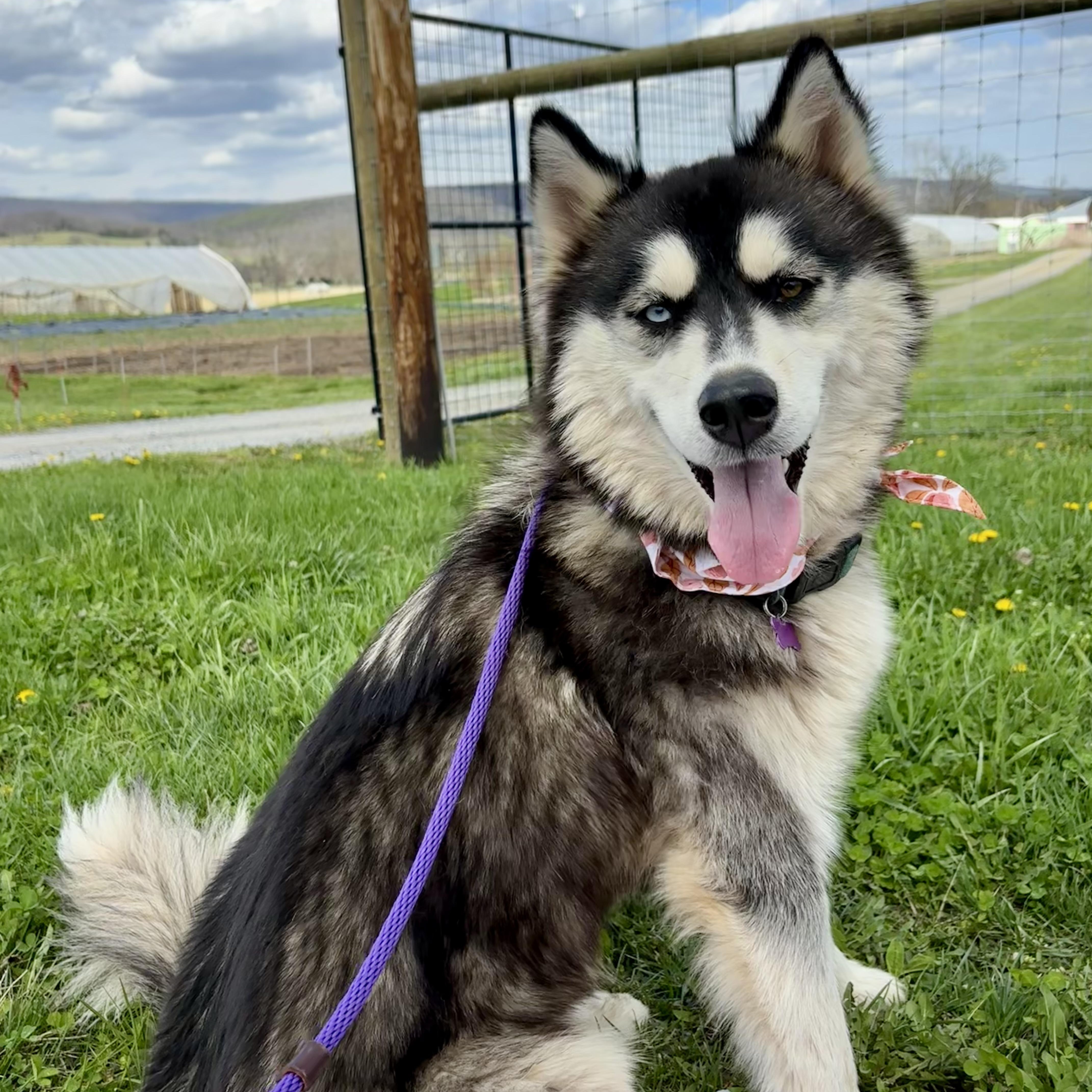 Tundra, a ADOPTABLE Husky in High View, WV image 2/5