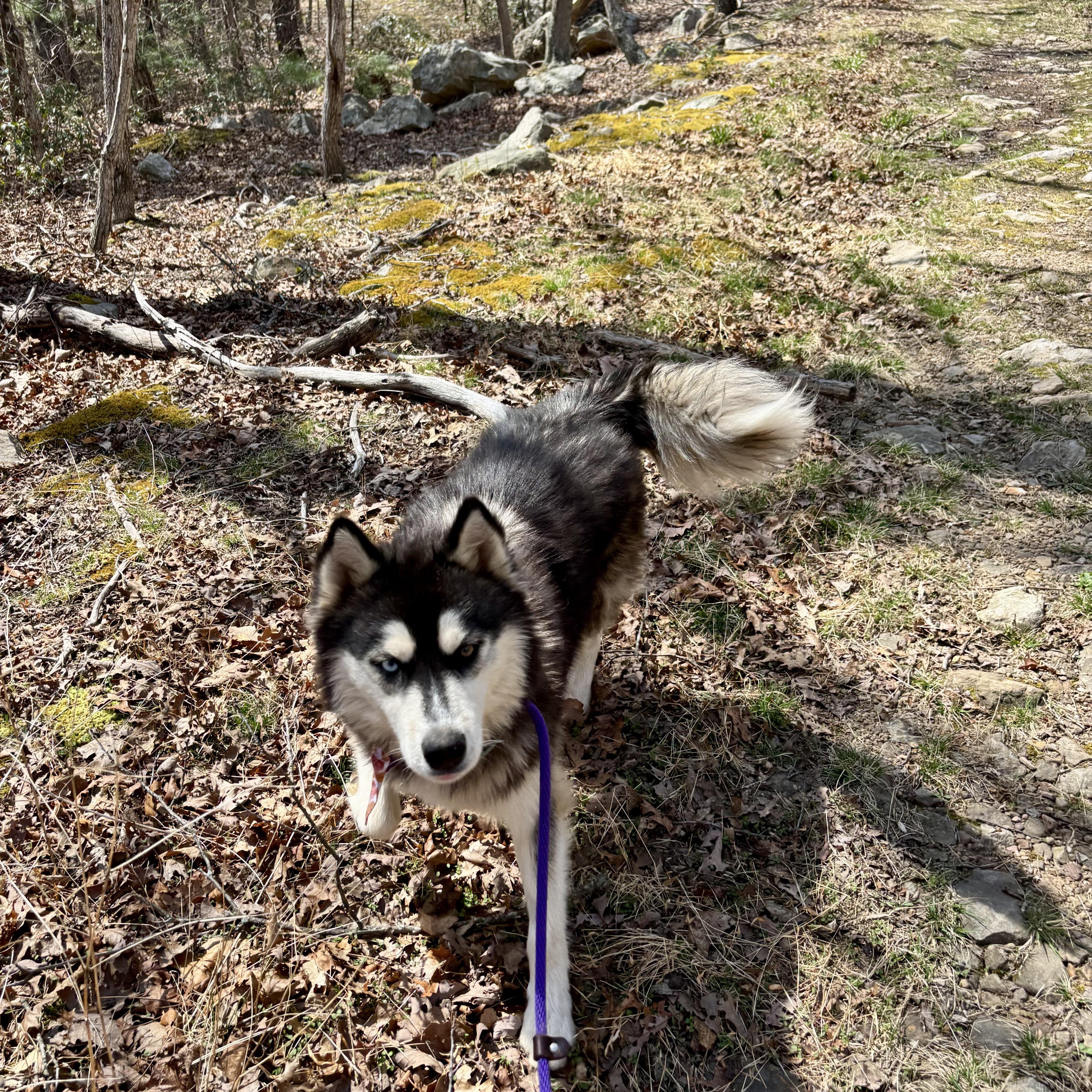 Tundra, a ADOPTABLE Husky in High View, WV image 3/5