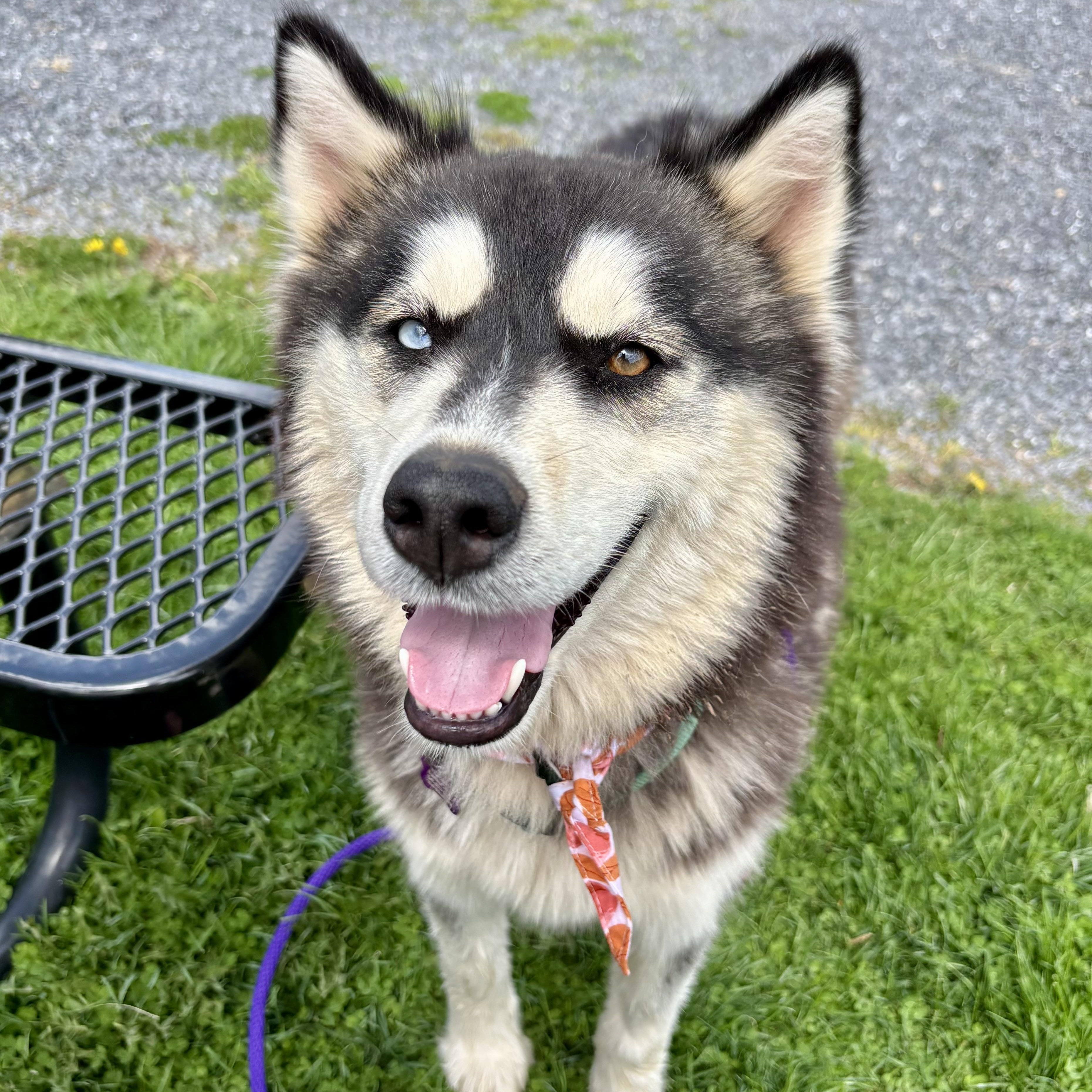 Tundra, ADOPTABLE, Young Female Husky.