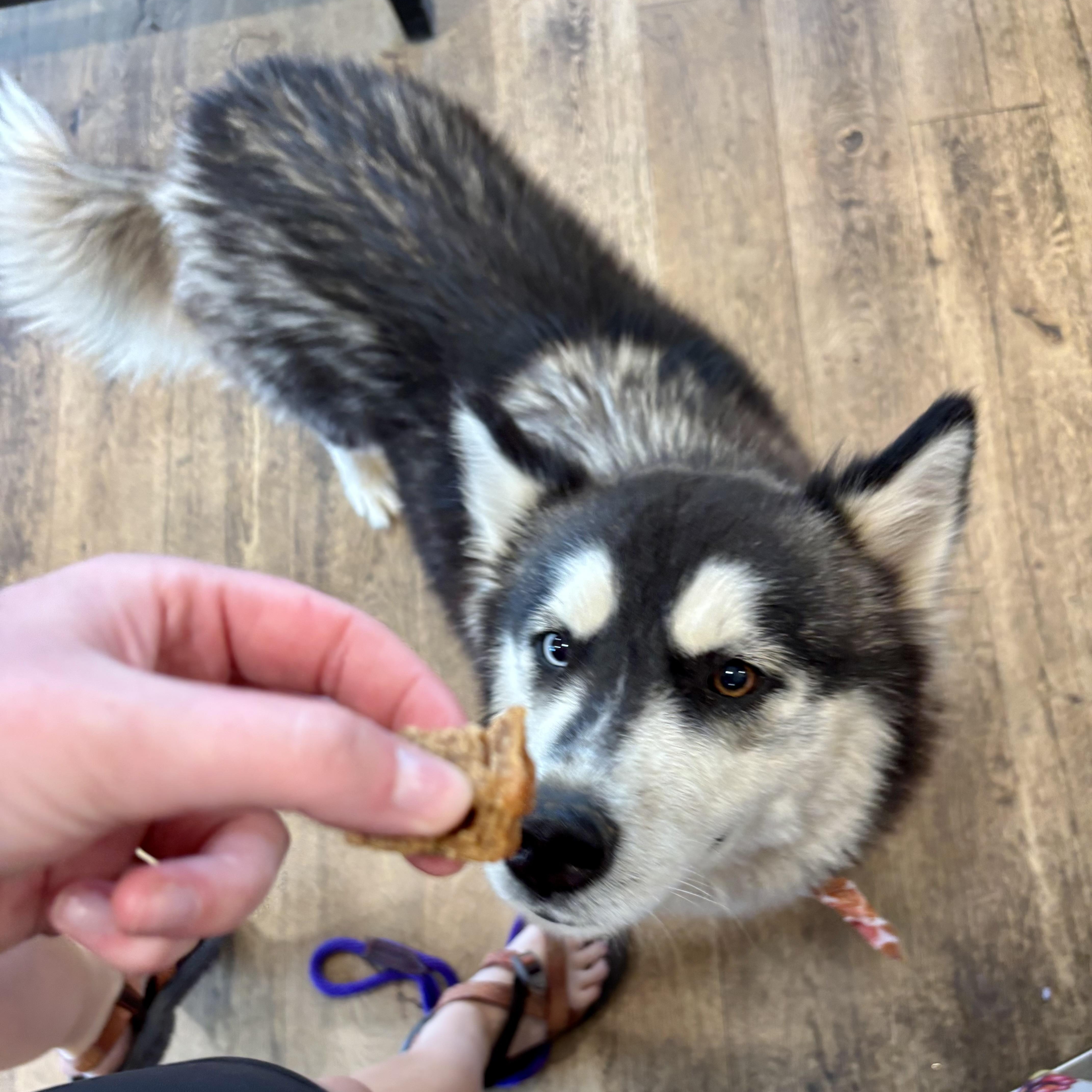 Tundra, a ADOPTABLE Husky in High View, WV image 5/5