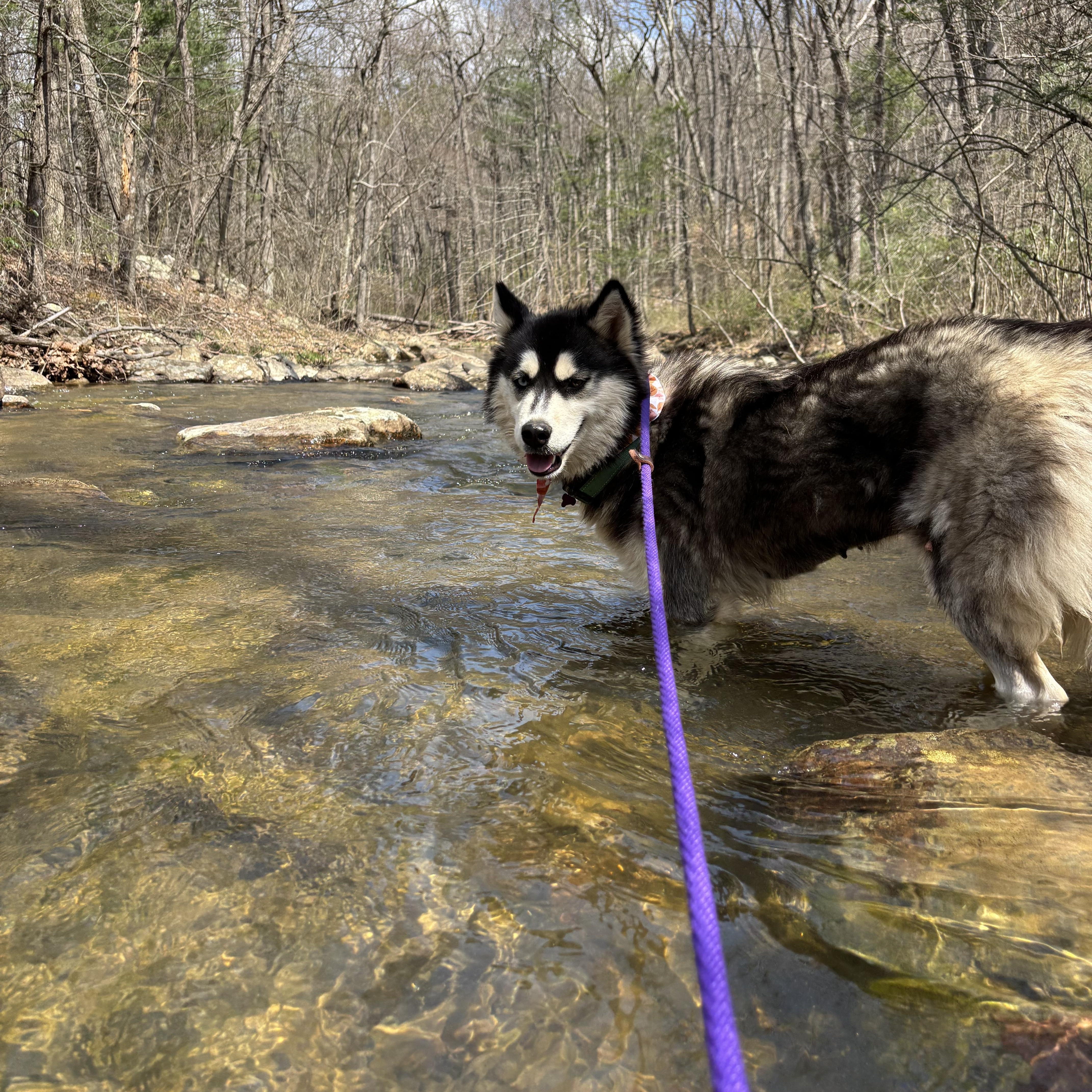 Tundra, a ADOPTABLE Husky in High View, WV image 4/5
