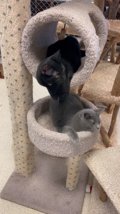 Enlarge Ding, a ADOPTABLE Domestic Short Hair in Cincinnati, OH video 2/3