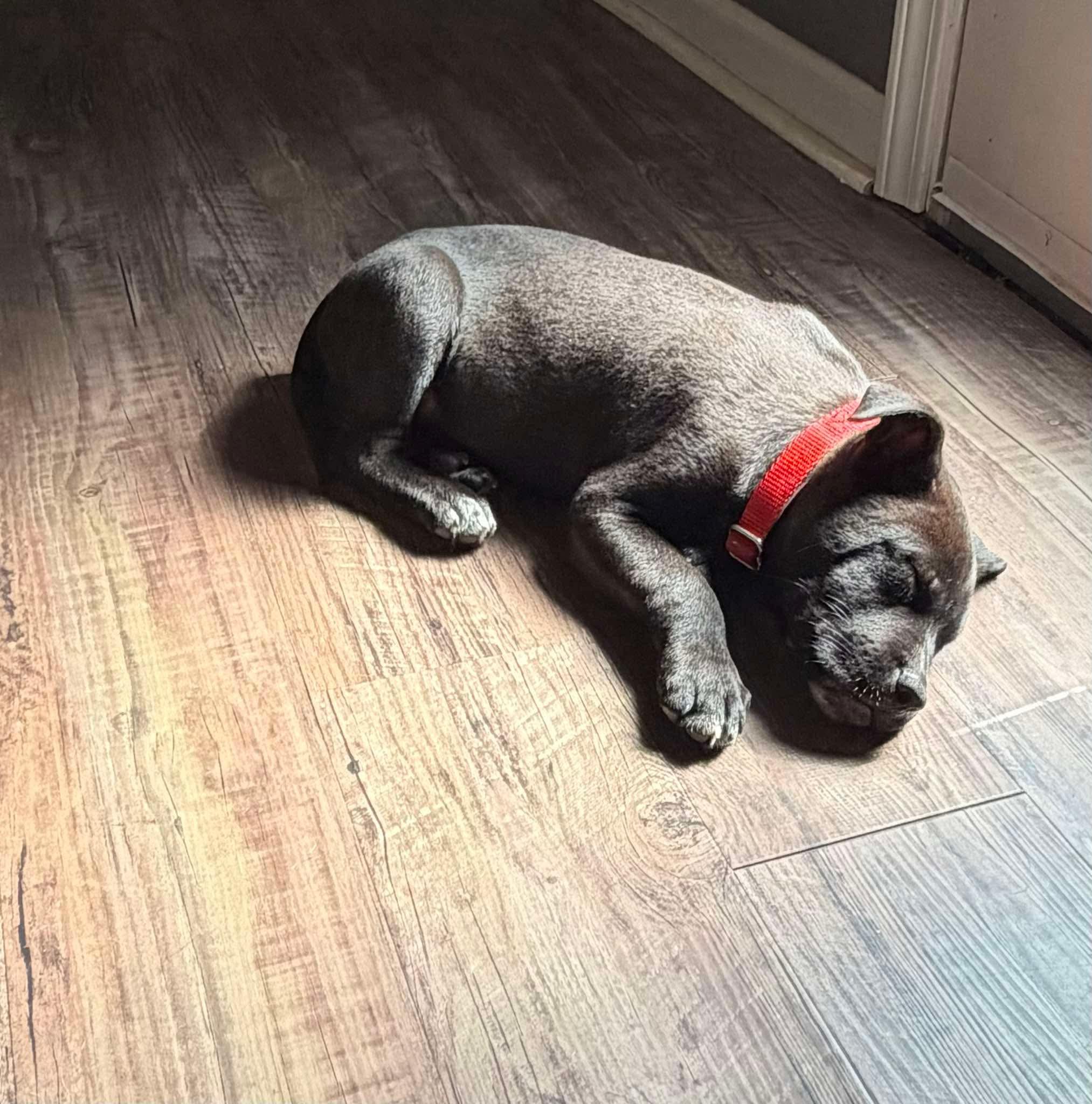 Chief (Donna-fostered in New England), a Adoptable mixed breed in Warwick, RI image 6/6