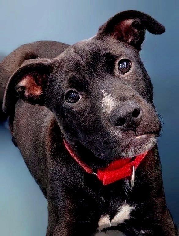 Chief (Donna-fostered in New England), a Adoptable mixed breed in Warwick, RI image 1/6