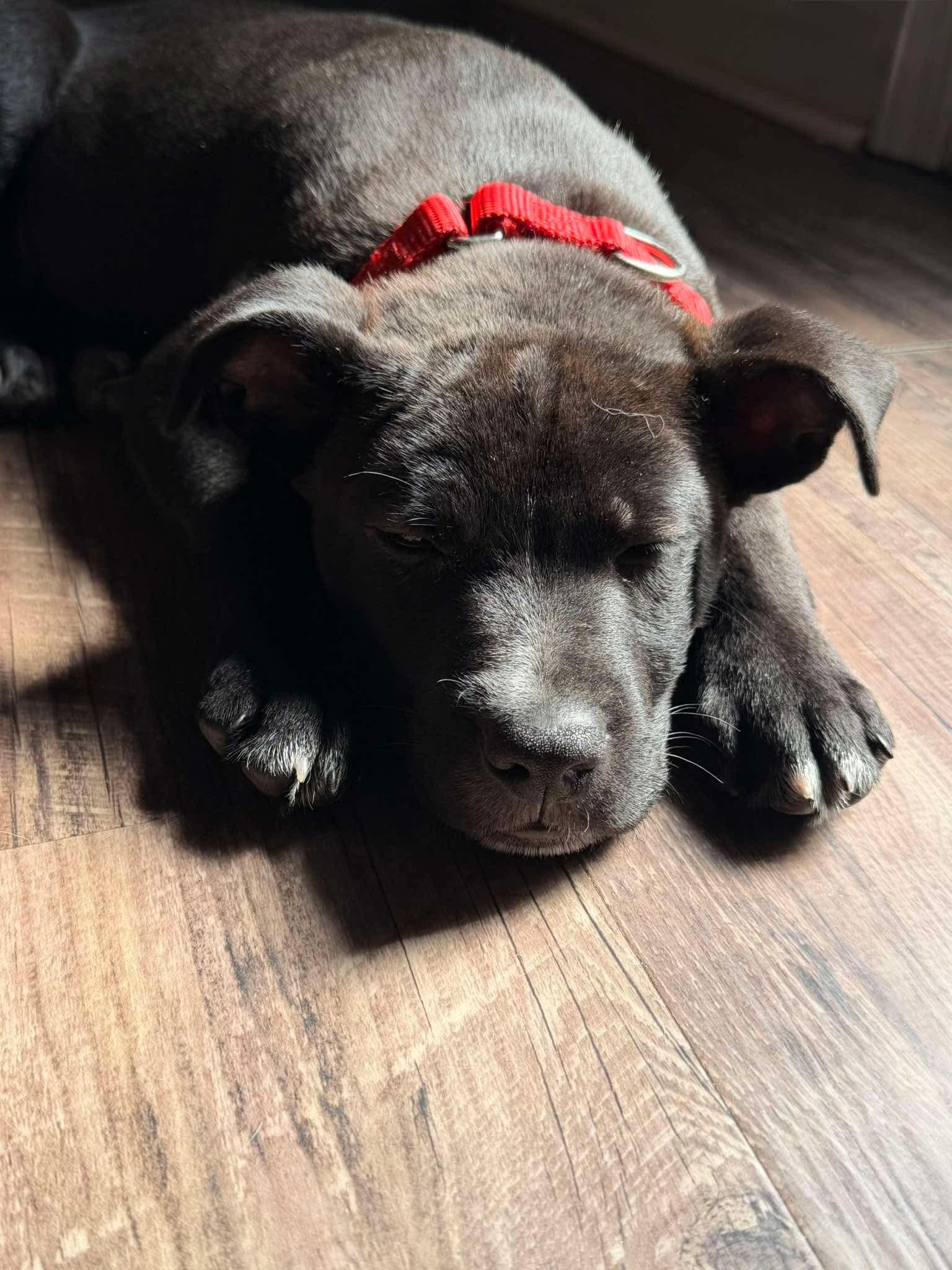 Chief (Donna-fostered in New England), a Adoptable mixed breed in Warwick, RI image 2/6