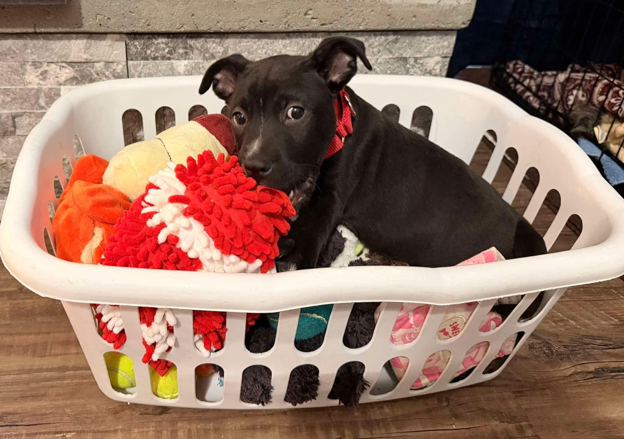 Chief (Donna-fostered in New England), a Adoptable mixed breed in Warwick, RI image 4/6