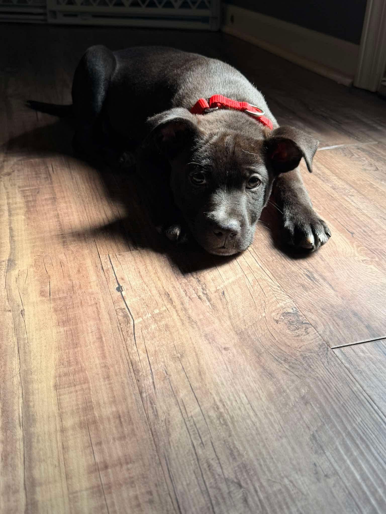 Chief (Donna-fostered in New England), a Adoptable mixed breed in Warwick, RI image 5/6