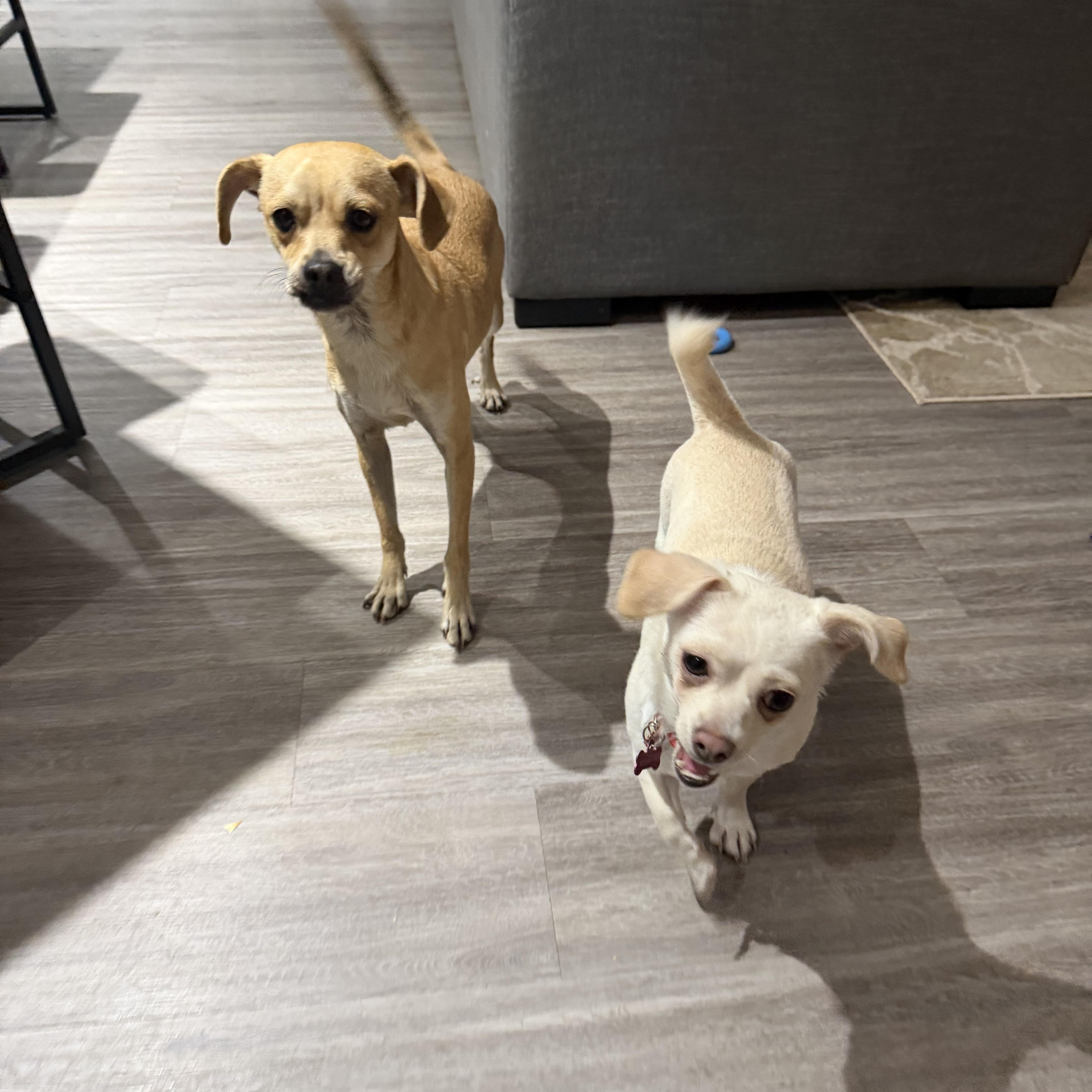 Enlarge Chancellor, an adopted mixed breed in Calgary, AB image 2/4